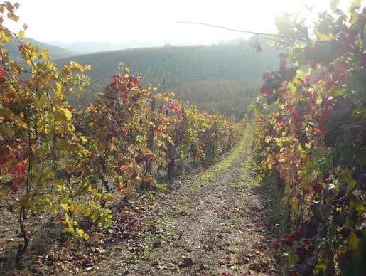 grange st andre vineyard.jpg