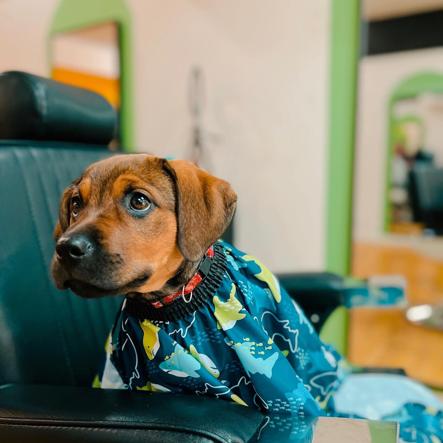 all good dogs welcomed 🐾