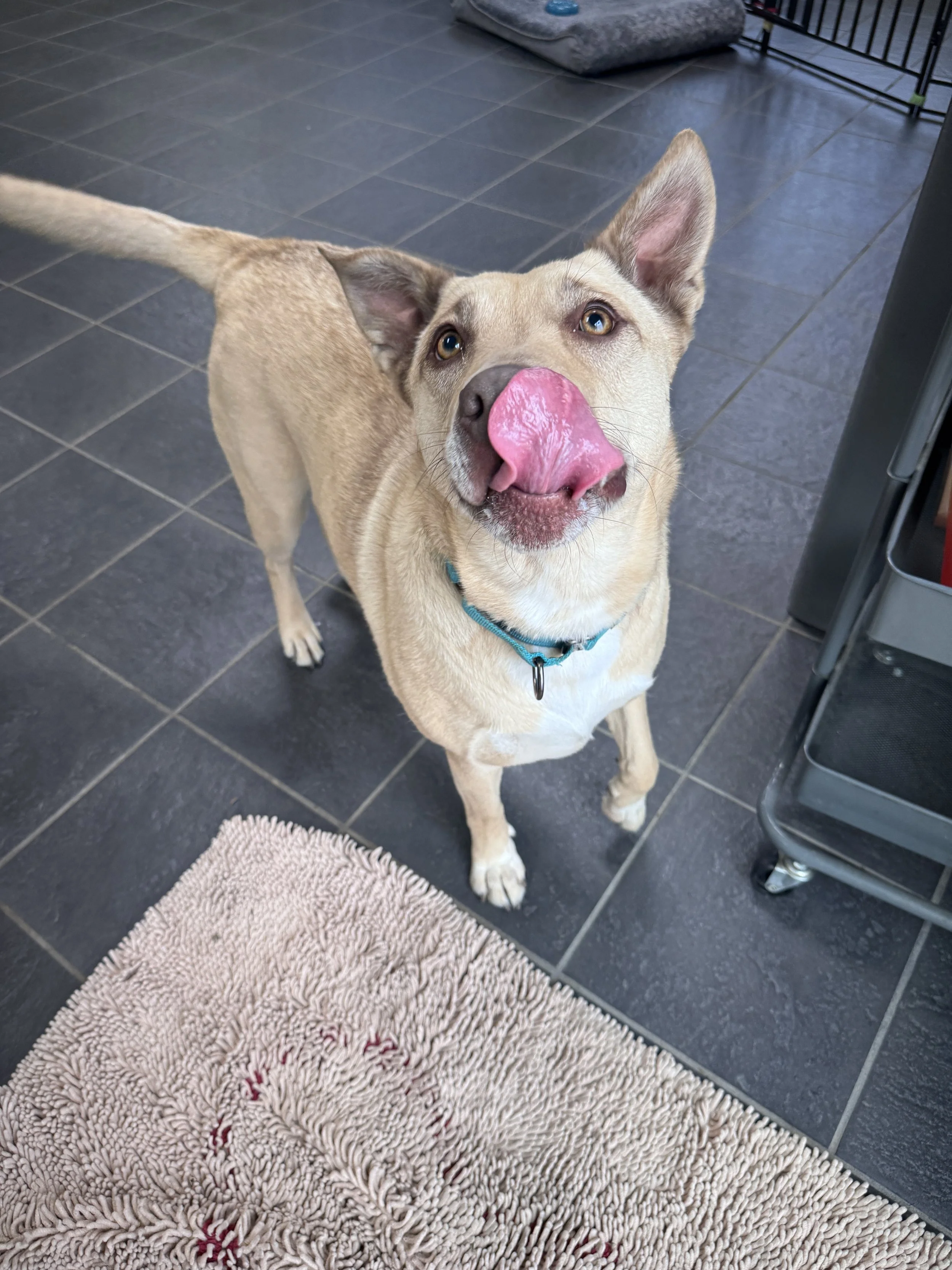 DOG PAINTING AT Daiqs &amp; dogs