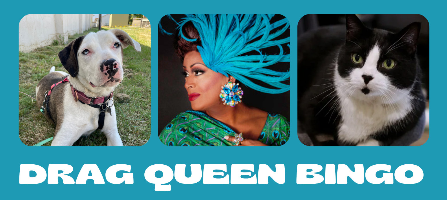 Give!Guide: Drag Queen Bingo