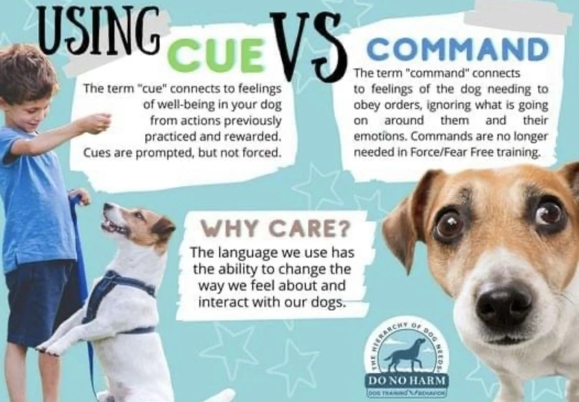 Training Corner Cue vs. Command — Project POOCH