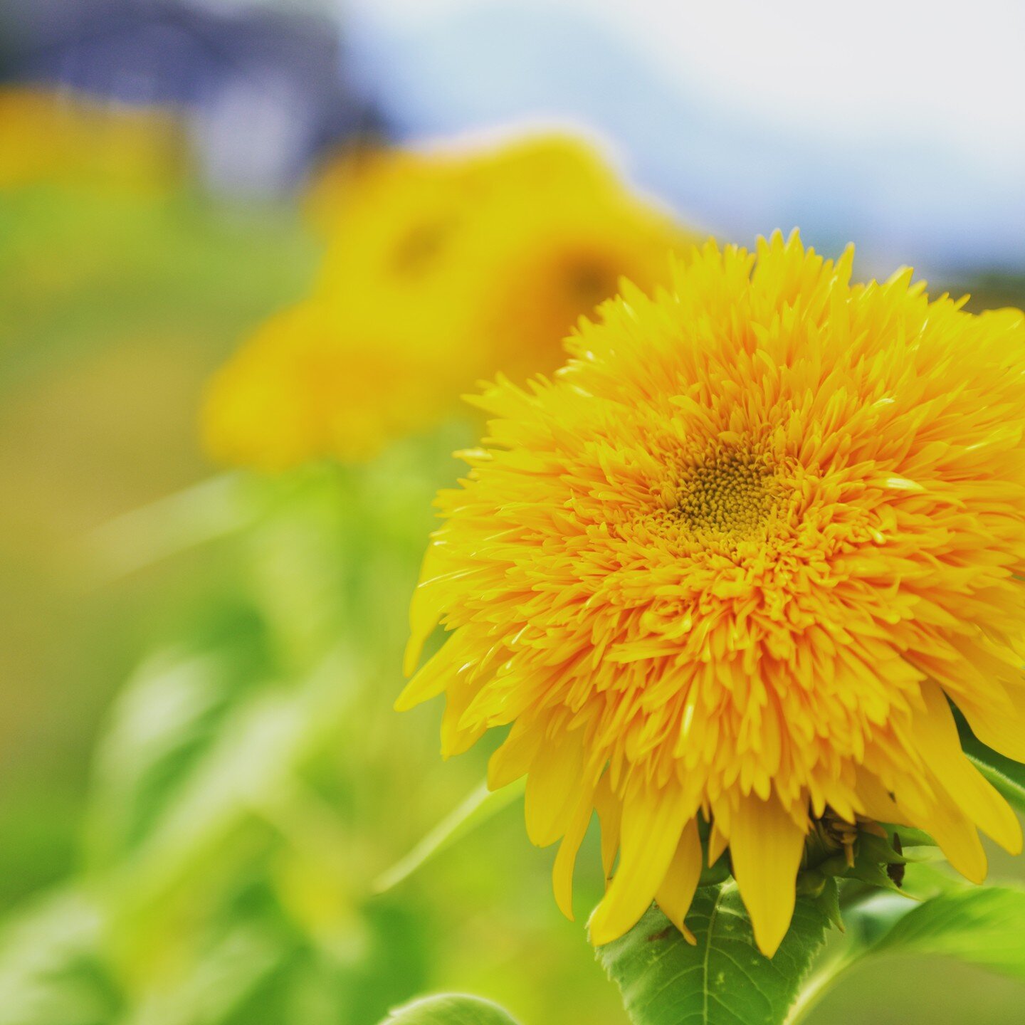 I love the goldy double sunflowers! 2022 U-Pick all done for our inaugural subscriber group! Thank you so much for your support! Looking forward to next year!
Photo credit: John Rudow
#sunflowers #flowerfarms