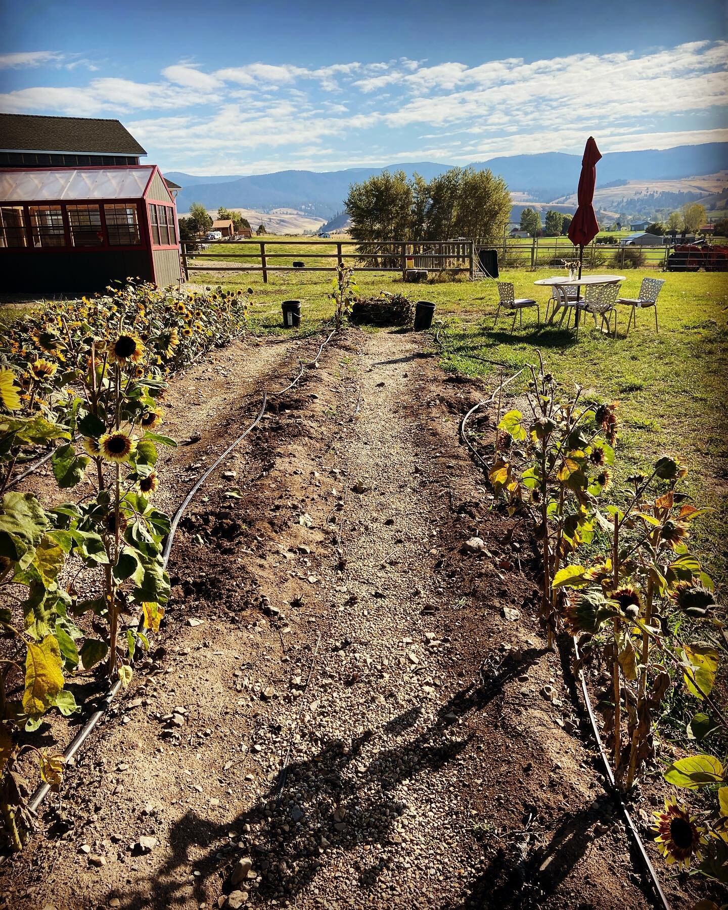 Now we pull up the root balls. 🌻🥵. #sunflowerfarm #flowerfarm