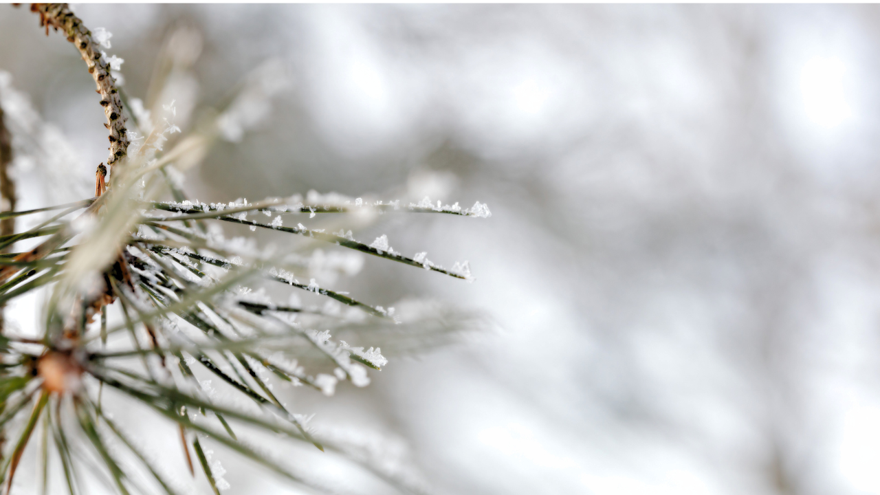 A Reflection on Christ and Christmas // 2025