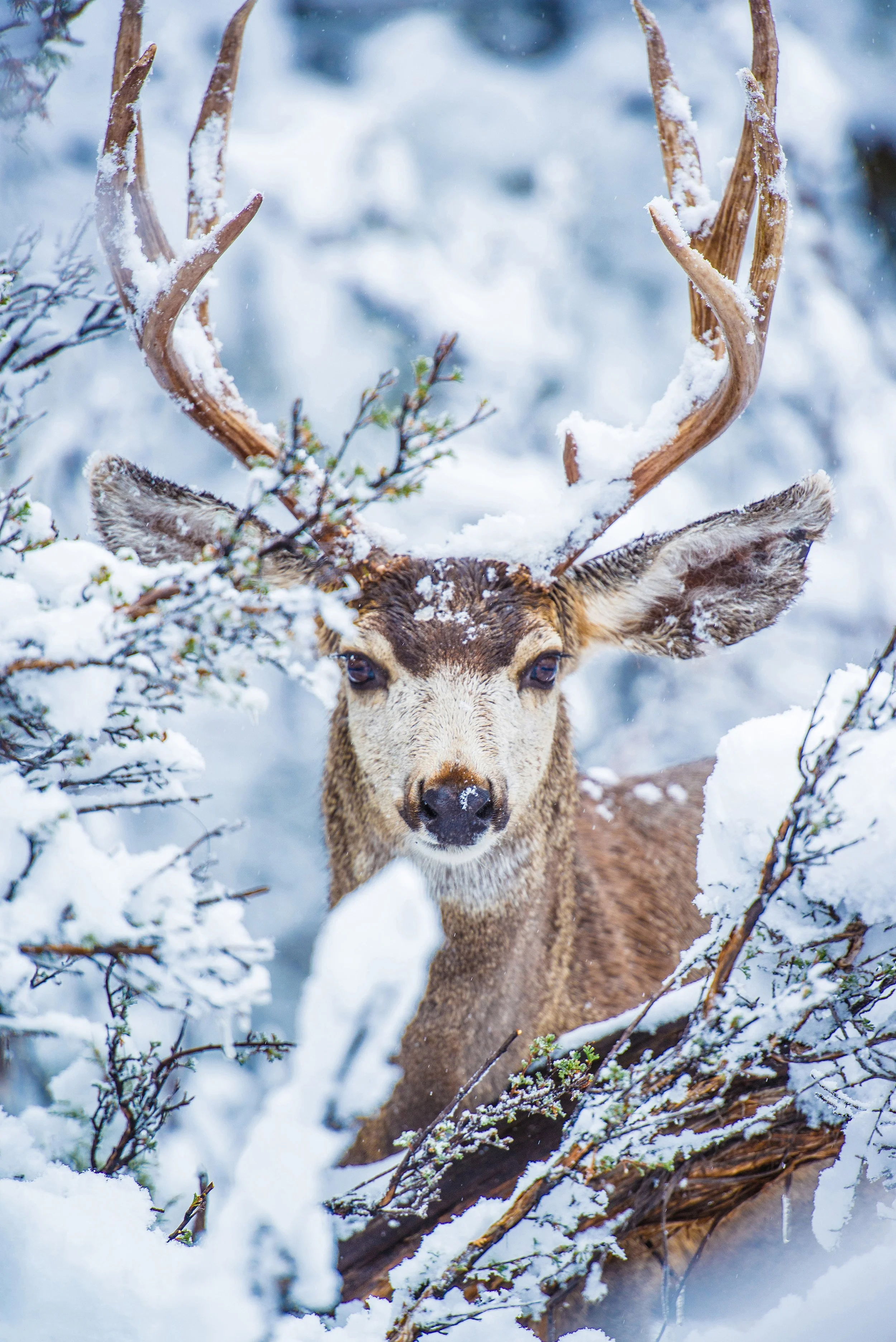 Oregon’s Top Winter Wildlife Viewing Spots