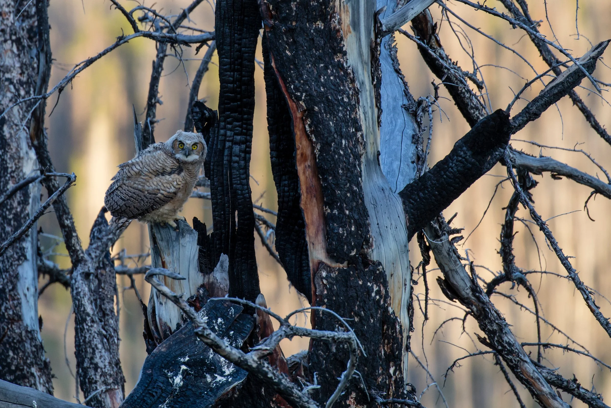 How to Help Wildlife During Wildfire Season