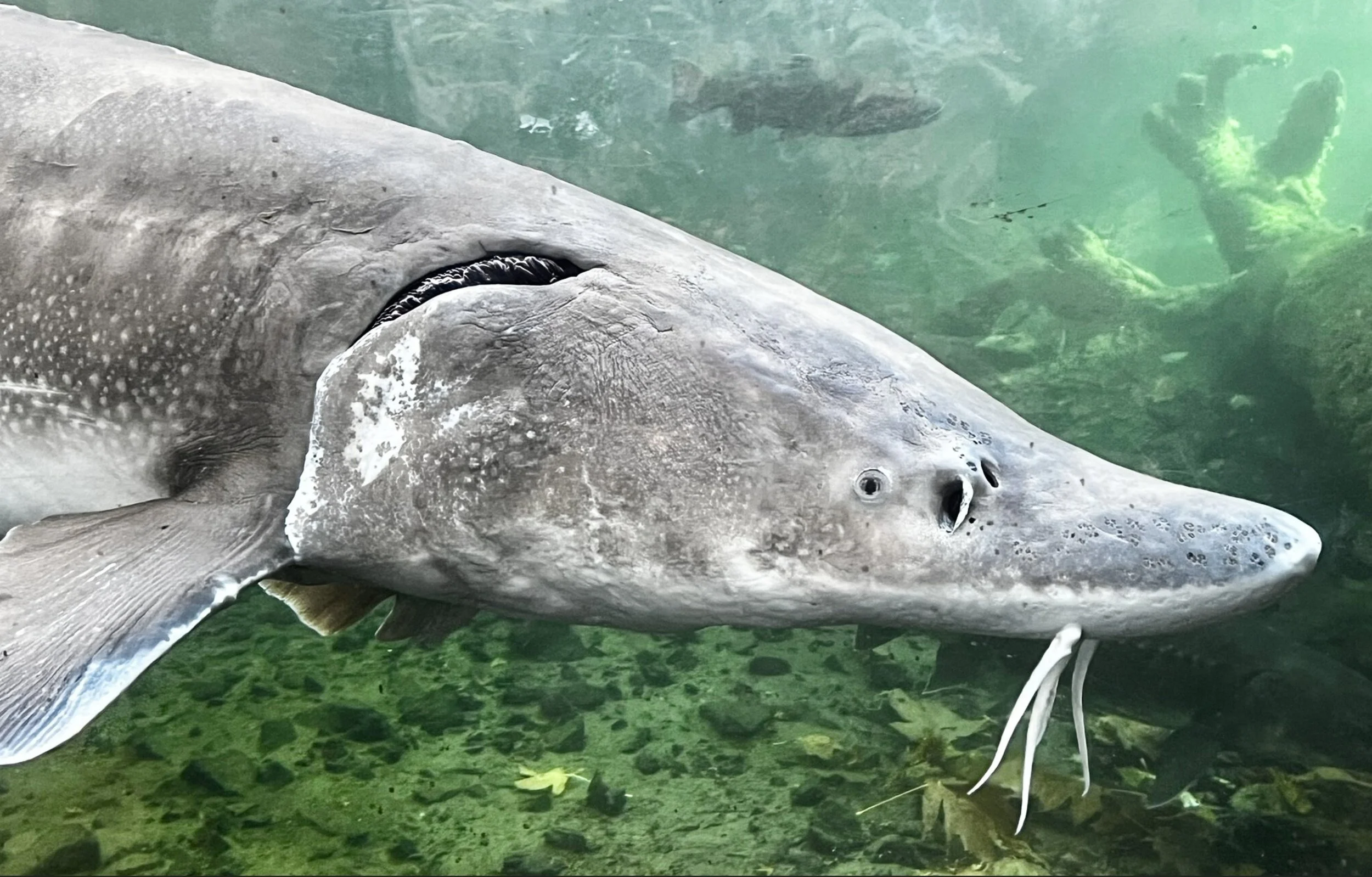 Celebrate Herman the Sturgeon’s Birthday at Bonneville Fish Hatchery!