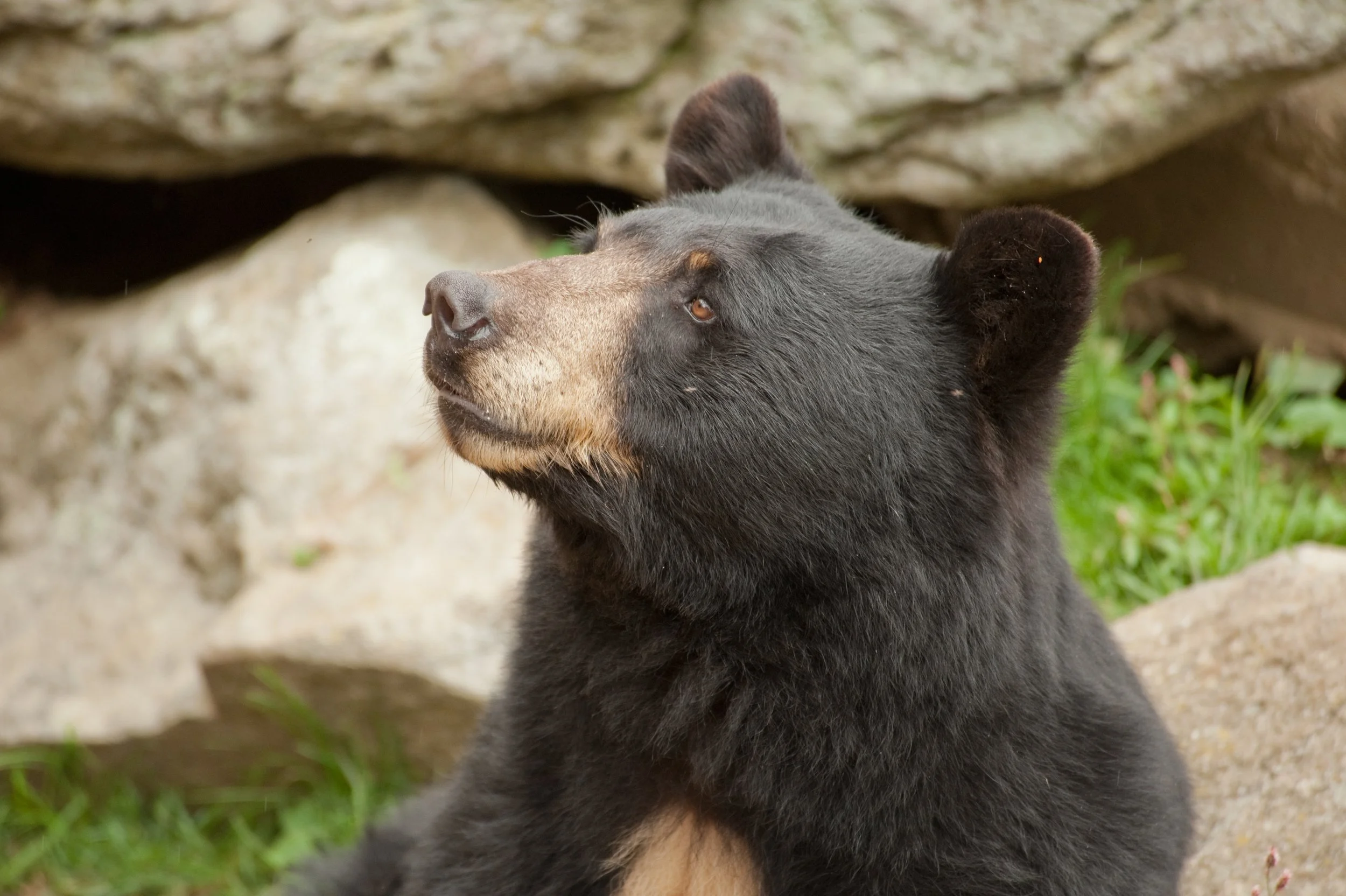 Best Places to See Wildlife in Oregon This Summer