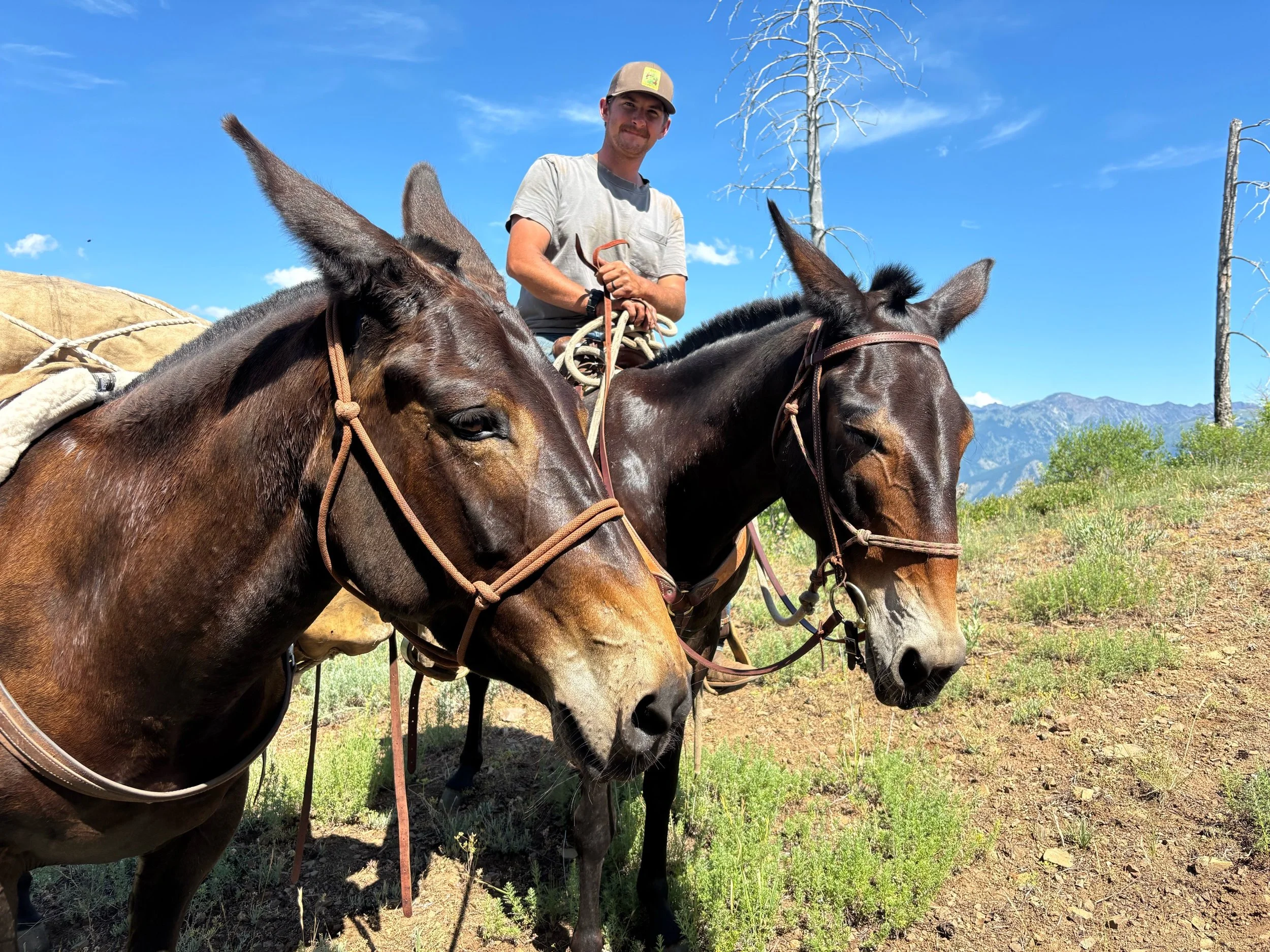 Oregon Wildlife Foundation Partners With ODFW To Strengthen Historic Pack String