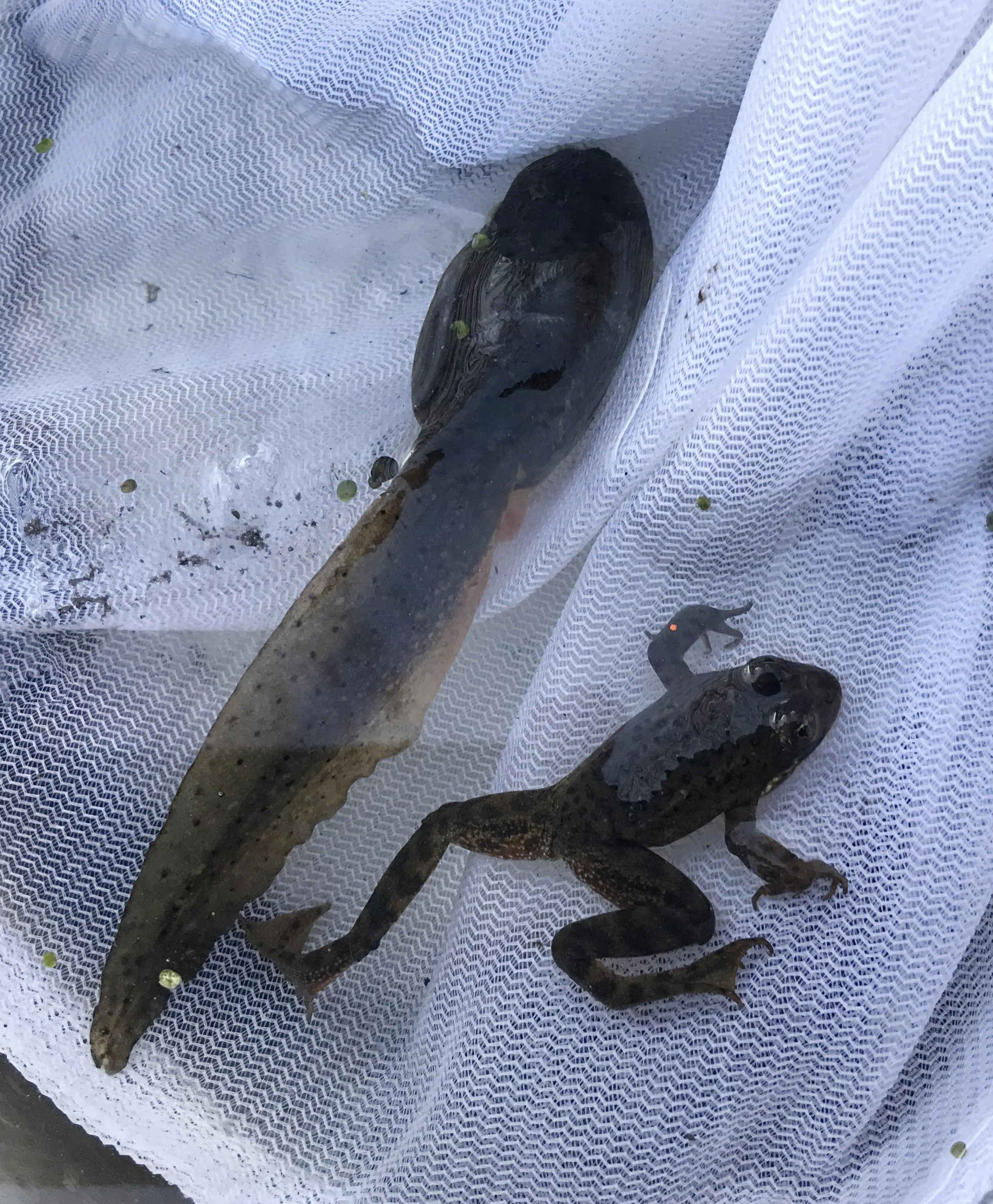 Little Deschutes River Bullfrog Removal Project