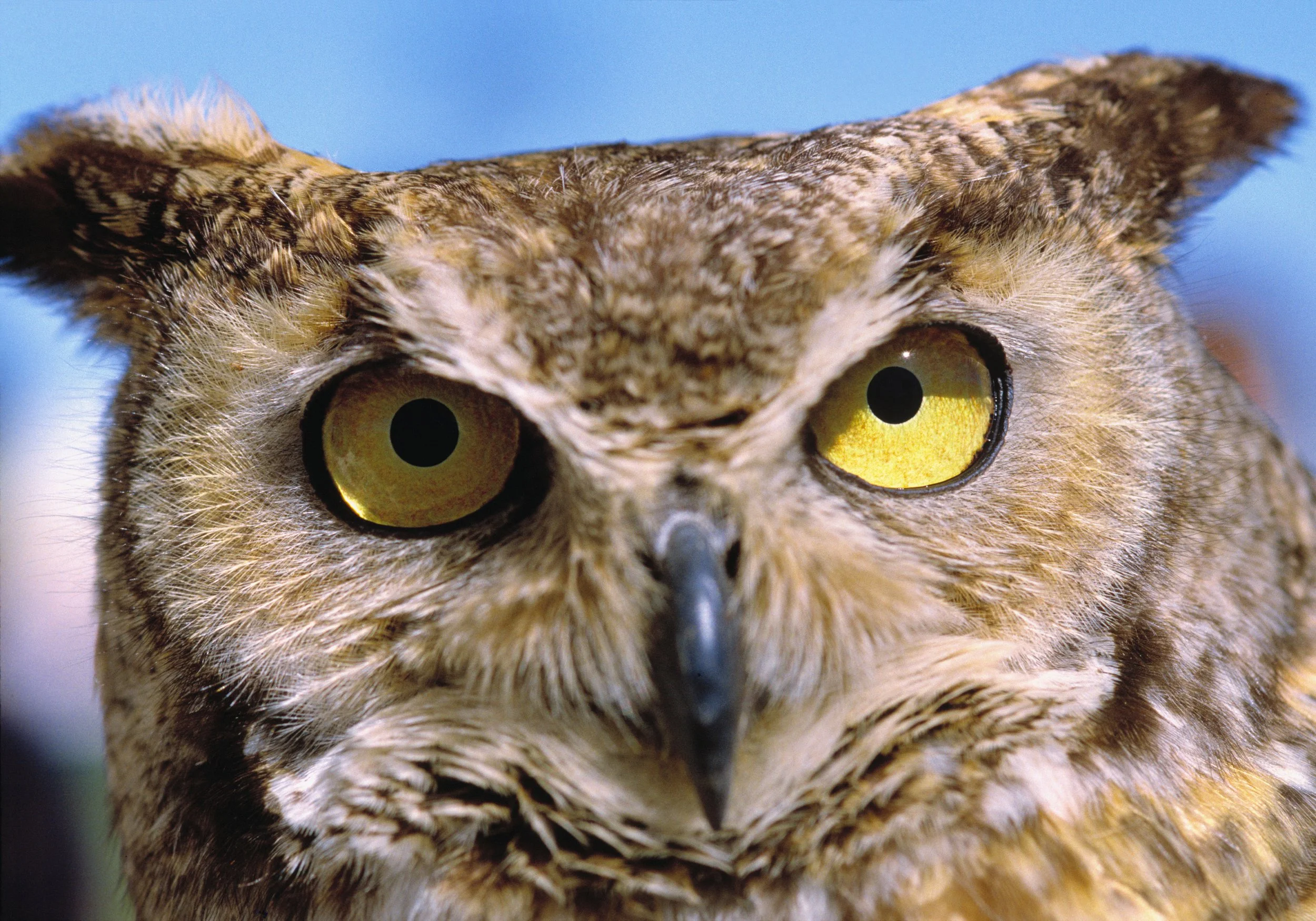 I Have a Wildlife Conservation Idea But Need Help Implementing It