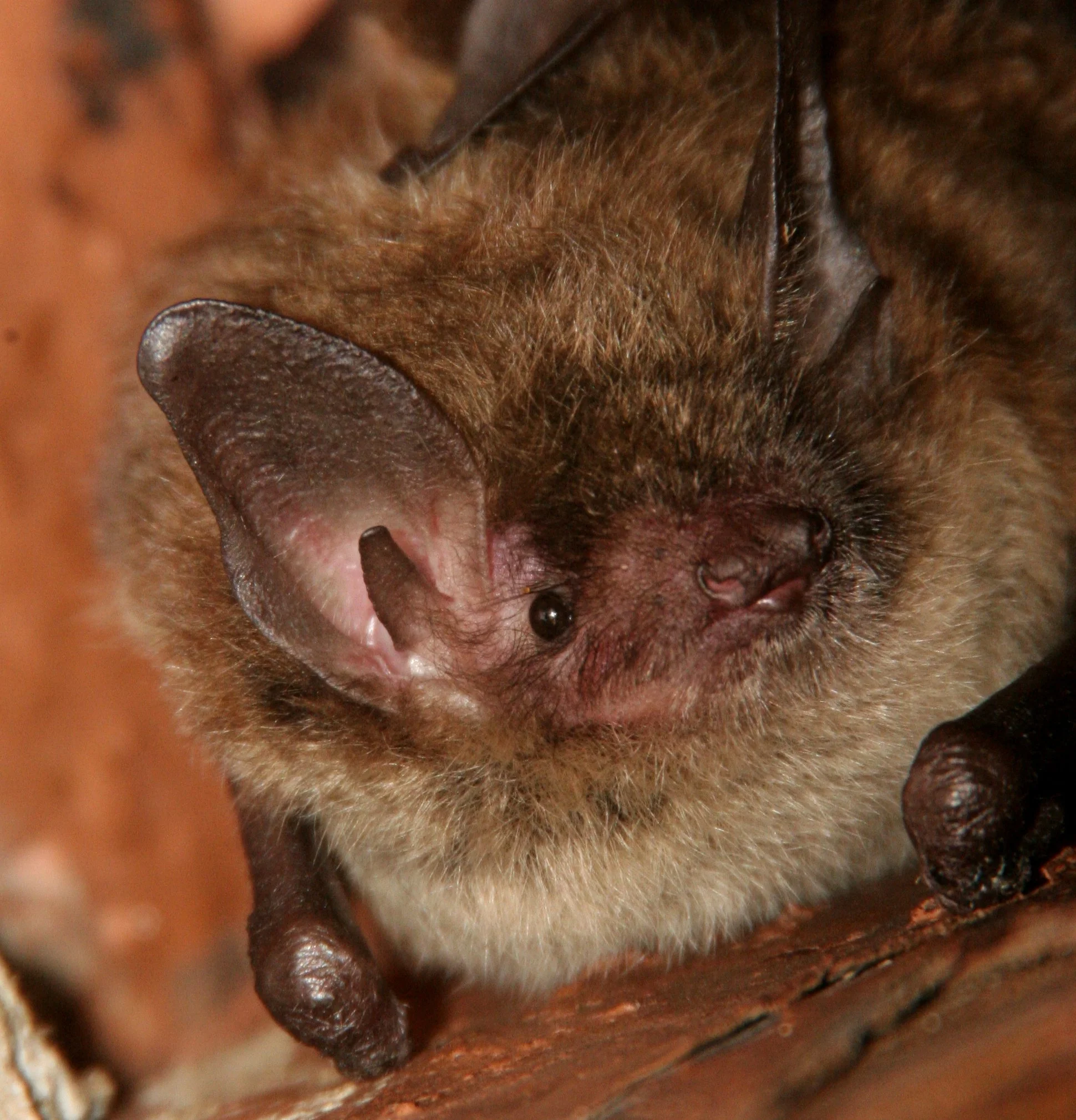 Match for Bats during the month of October
