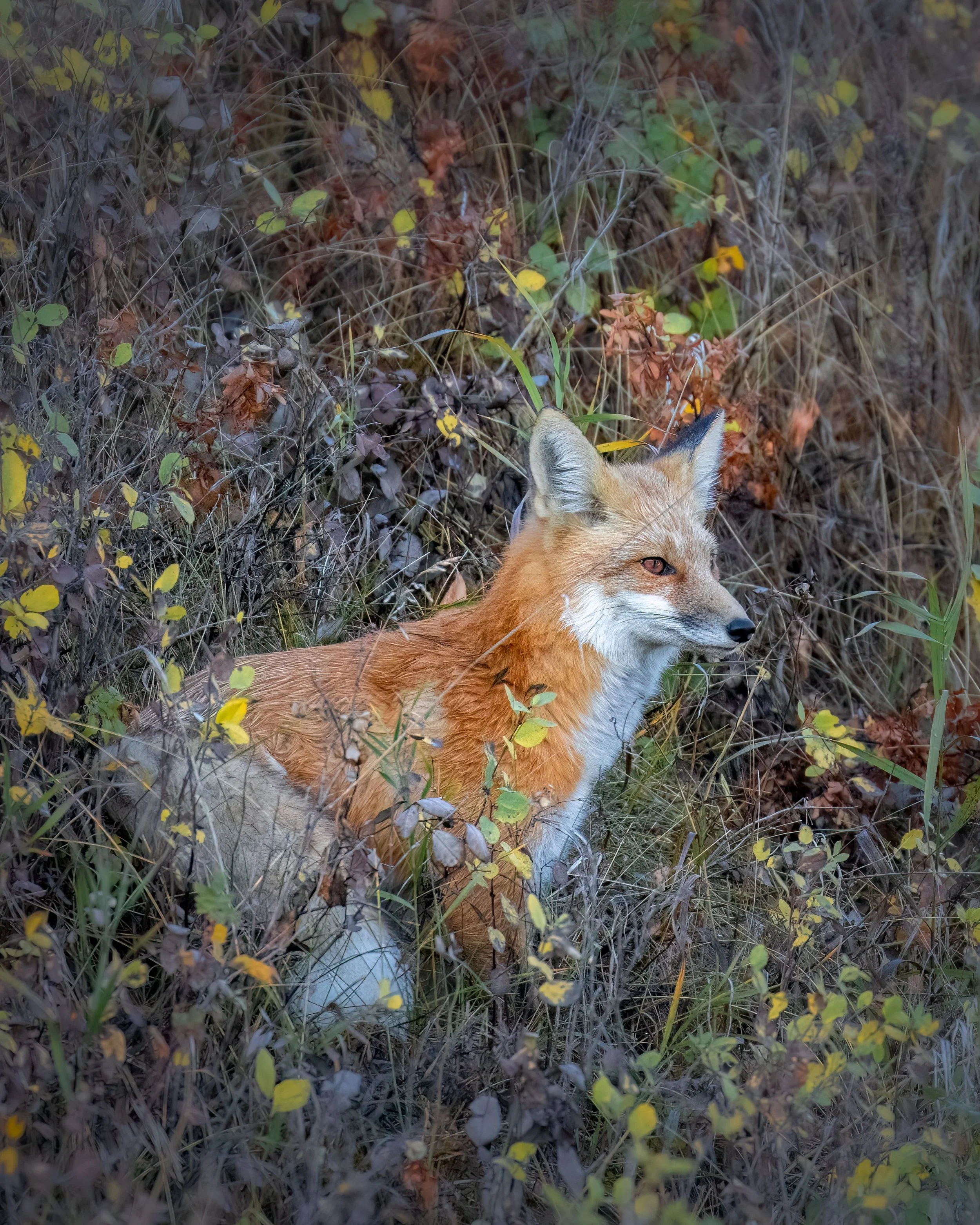 Best Places to See Wildlife in Oregon This Fall