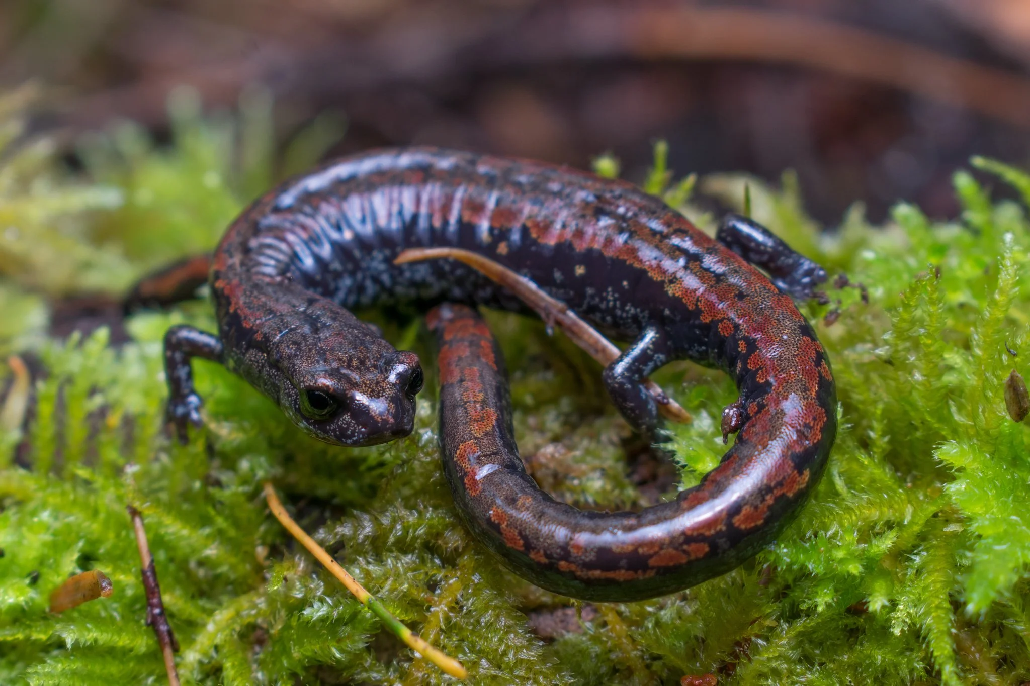 Oregon Slender Salamander