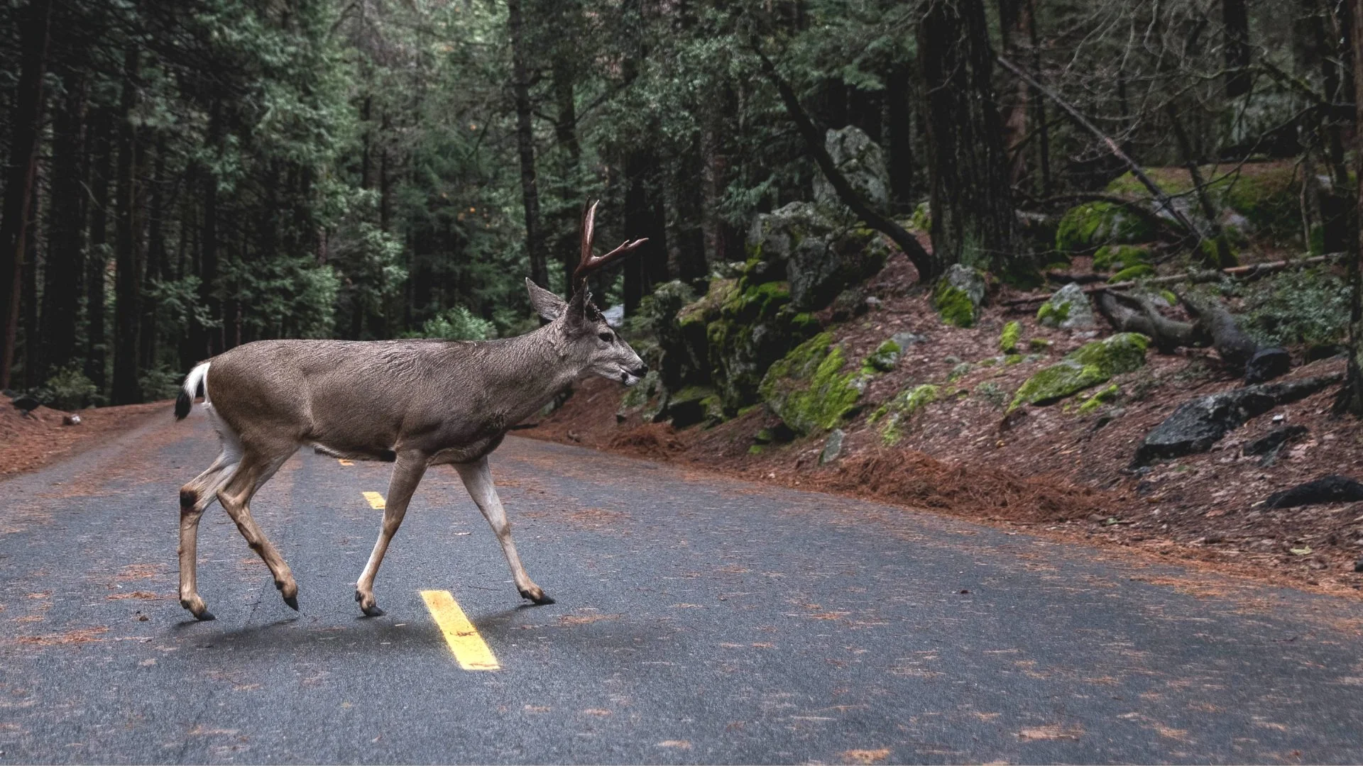 Watch for Wildlife — Oregon Wildlife Foundation