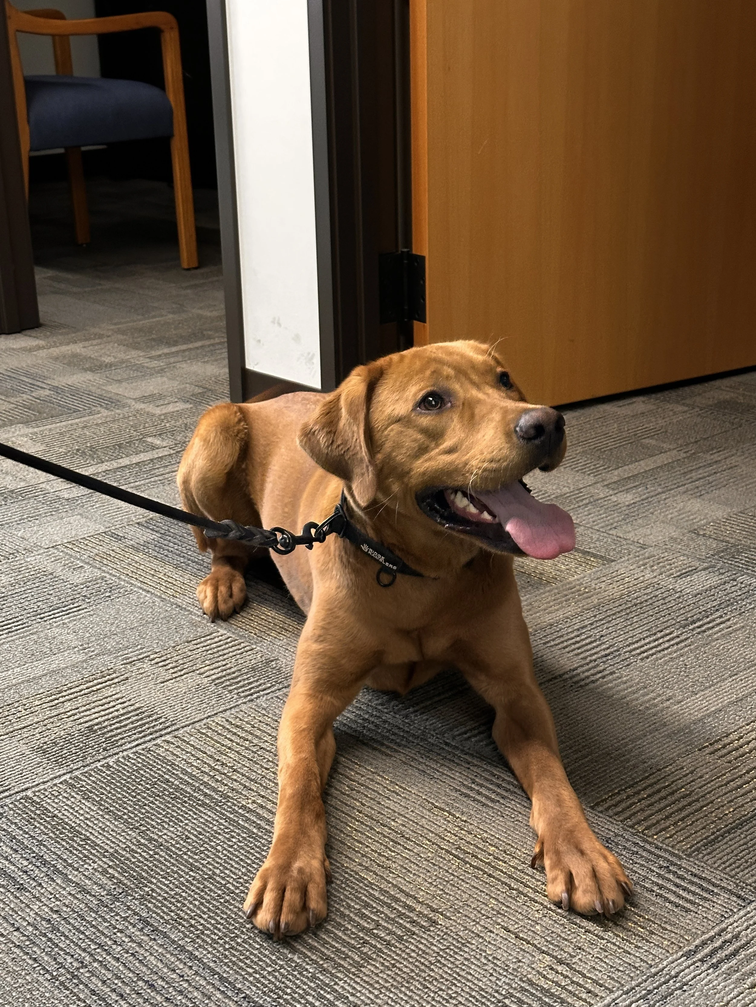 New OSP K-9