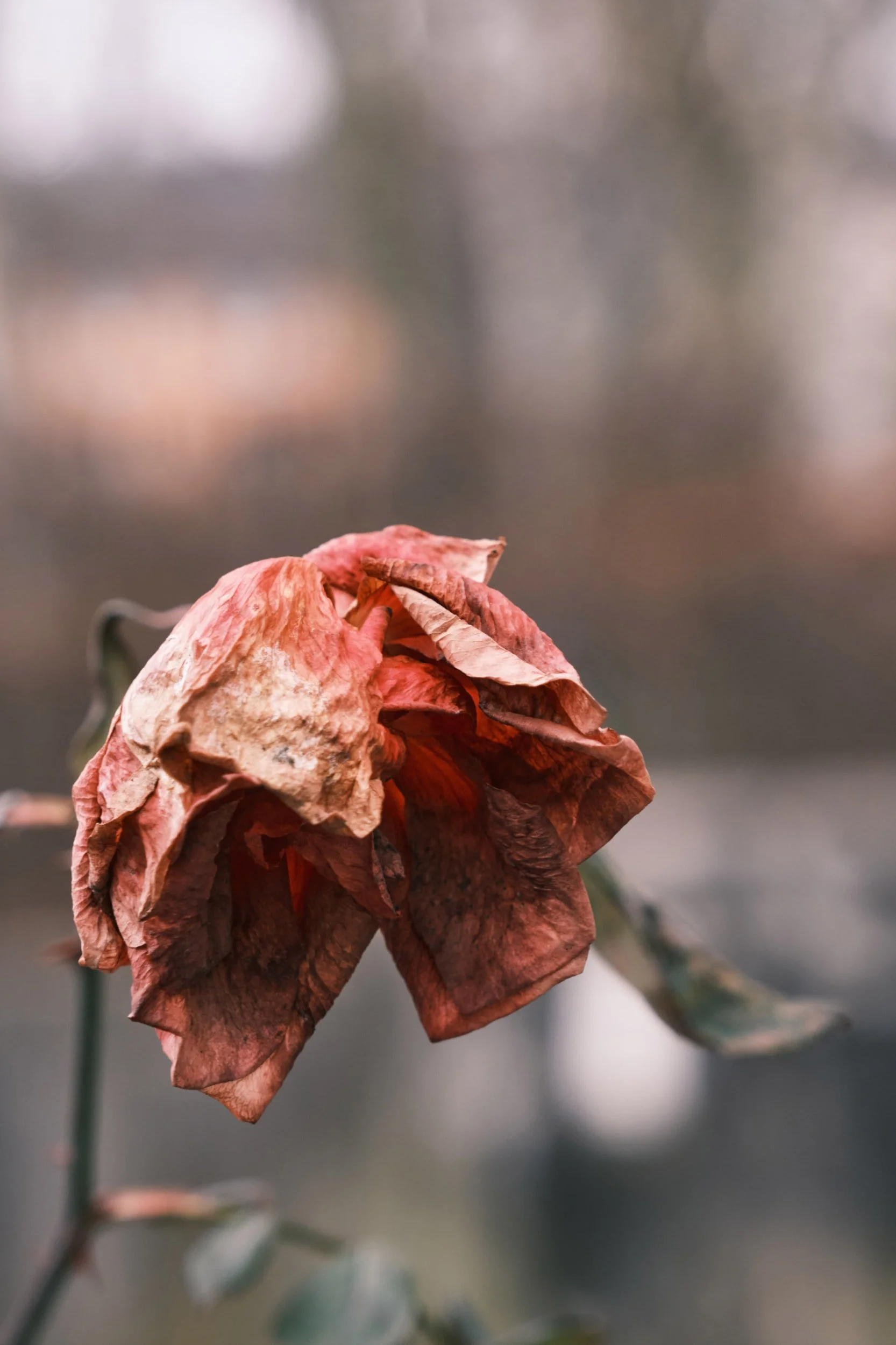 Trauer und Verlust
