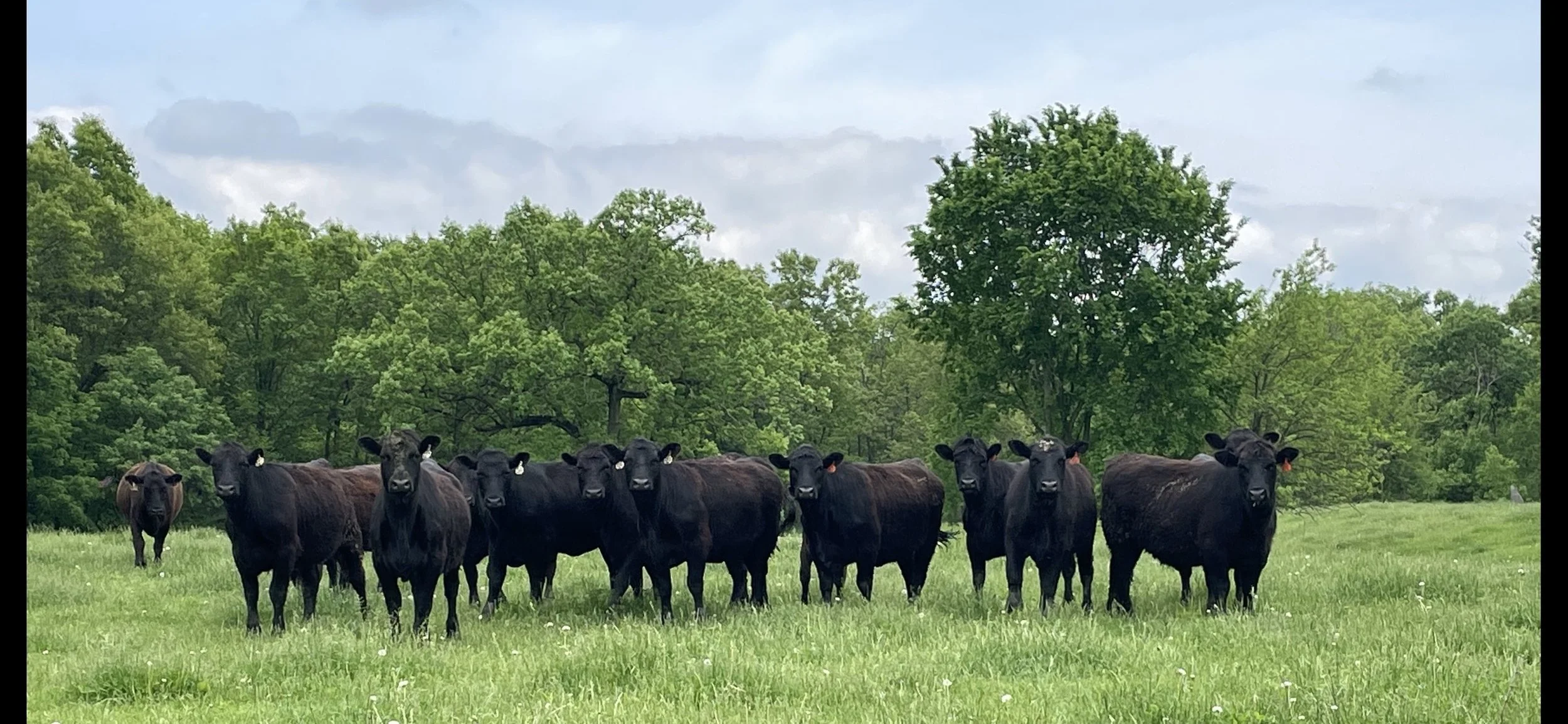 GJY Beef Company High Quality Beef Mount Sterling, IL