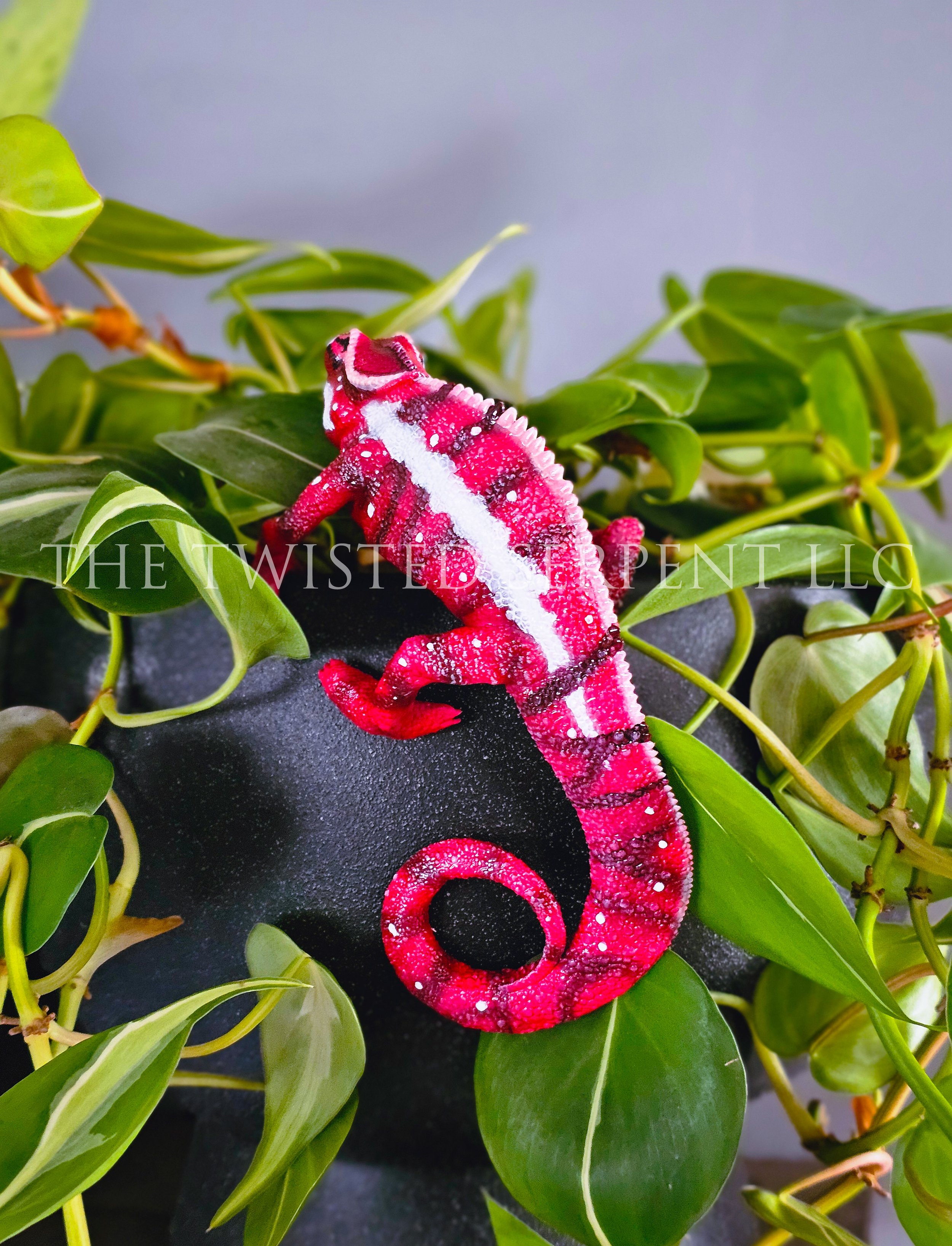 Ankaramy Red Panther Chameleon 1.jpg