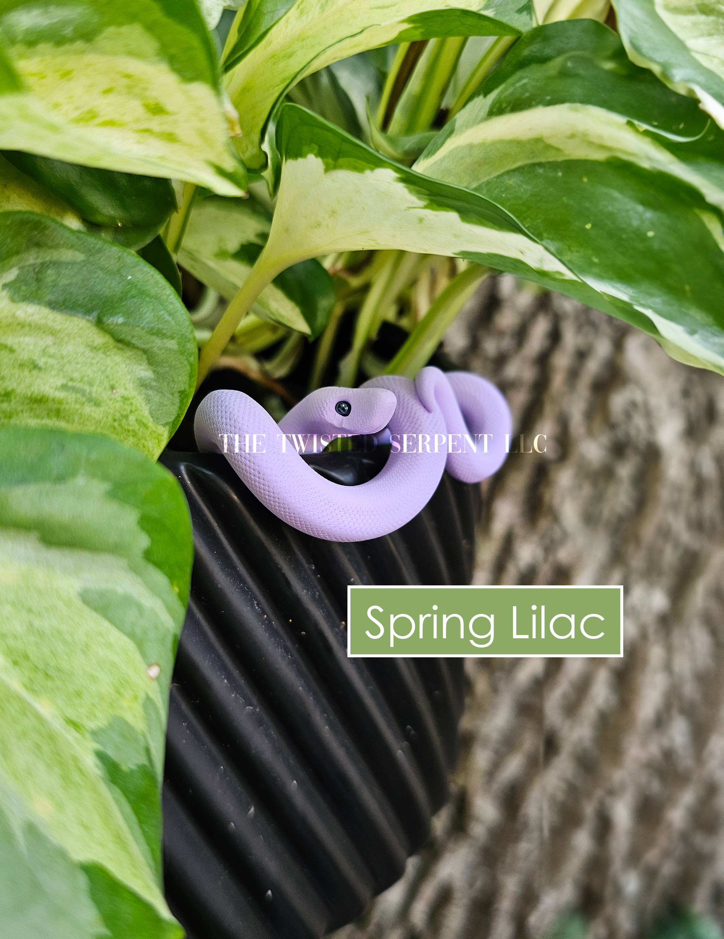 Spring Lilac.png