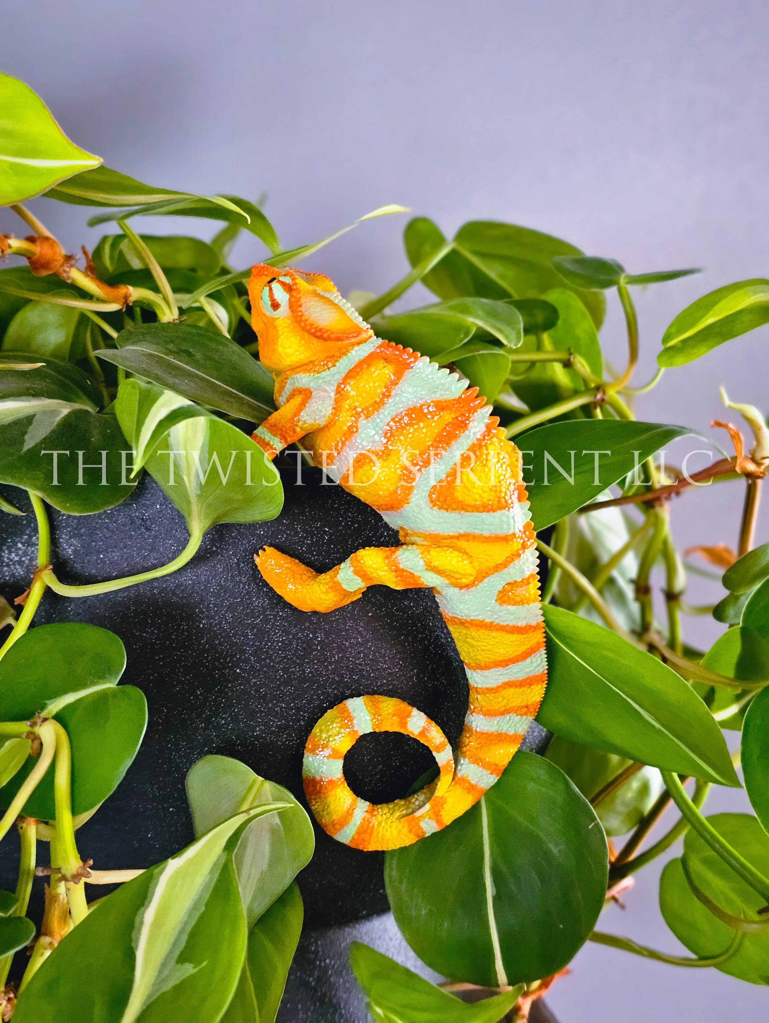 Tangerine Orange Panther Chameleon 3.jpg