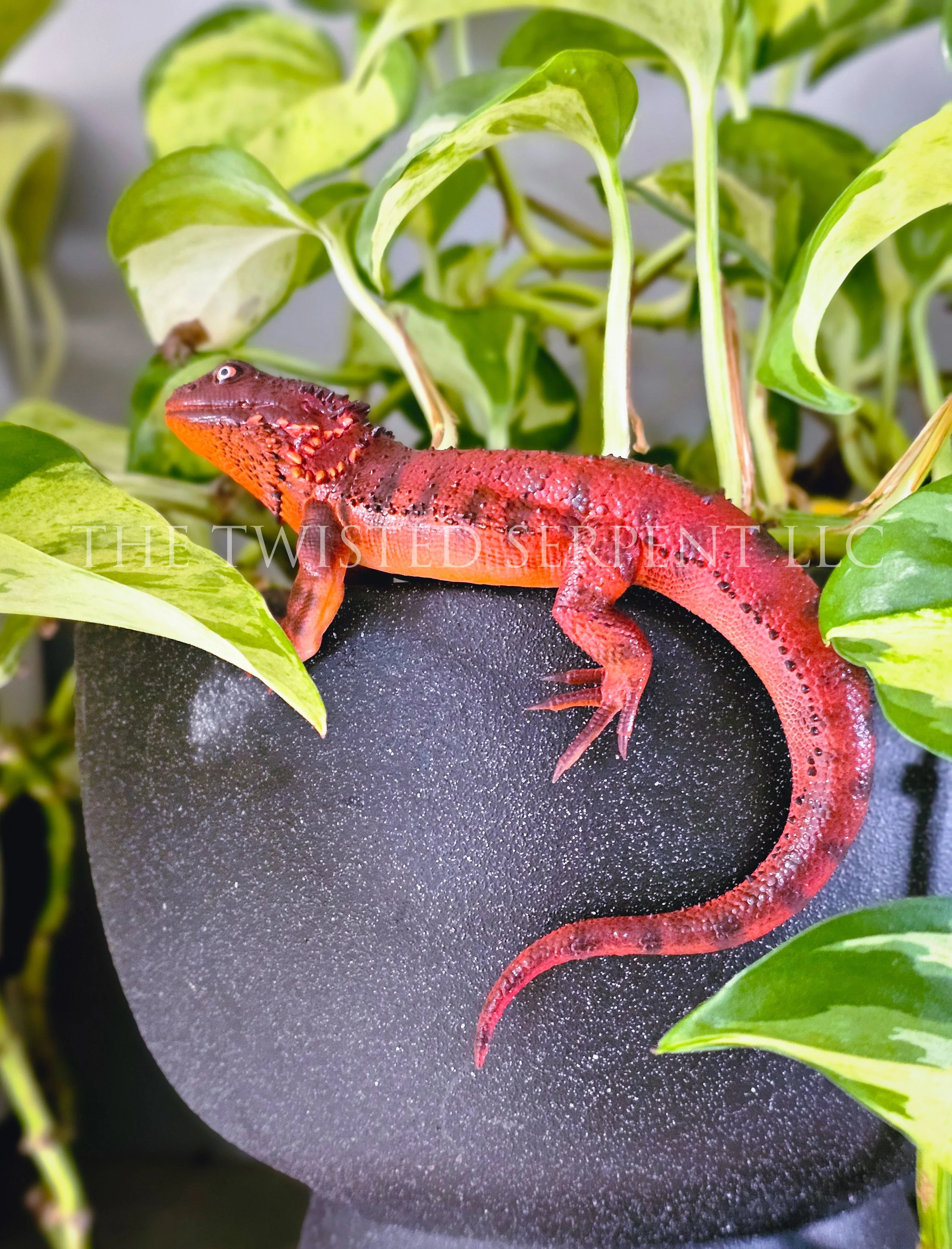 Red Bearded Dragon (4).jpg