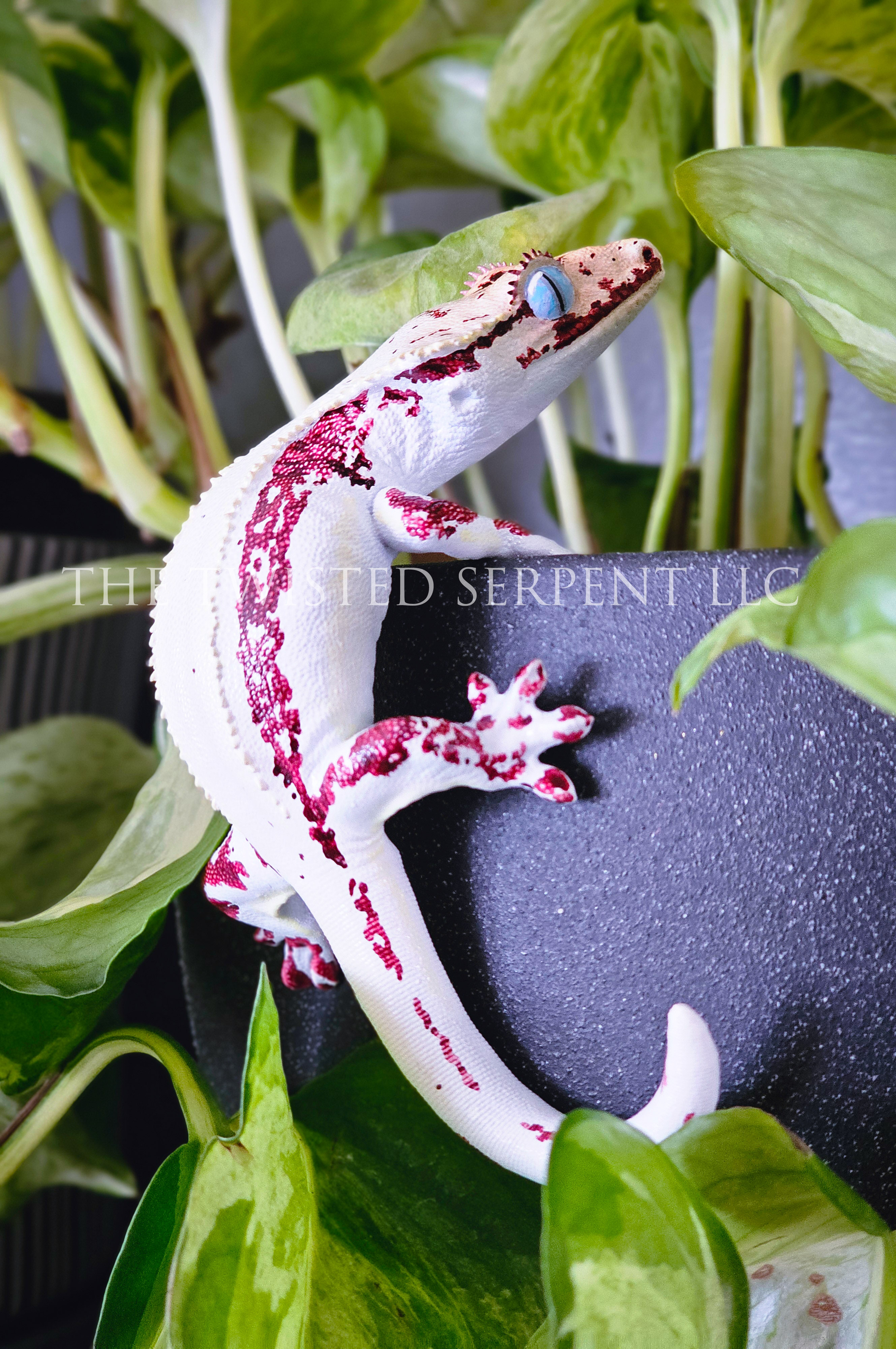 High White Red Lilly White 1.png