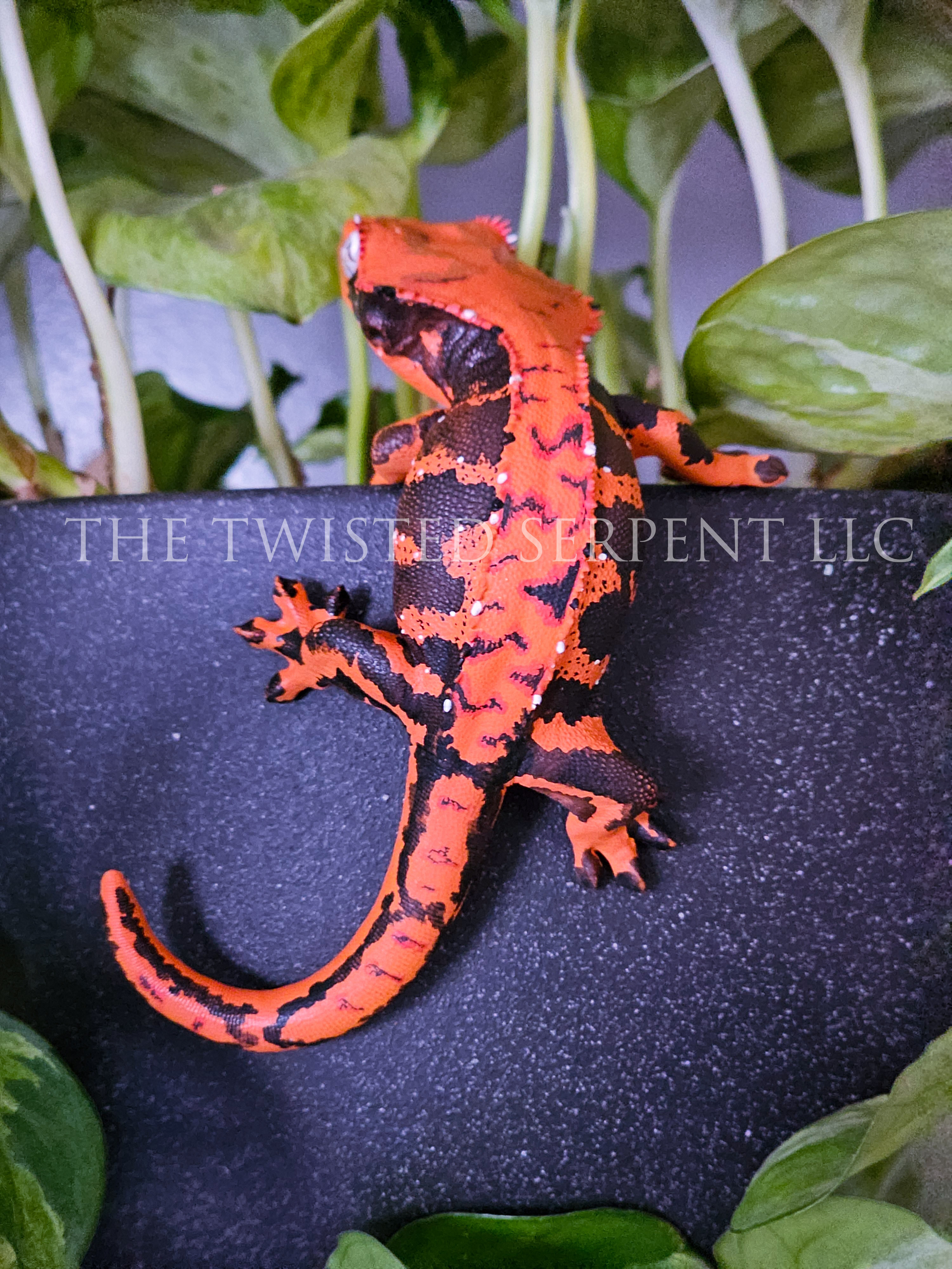 Halloween Crested 3.png