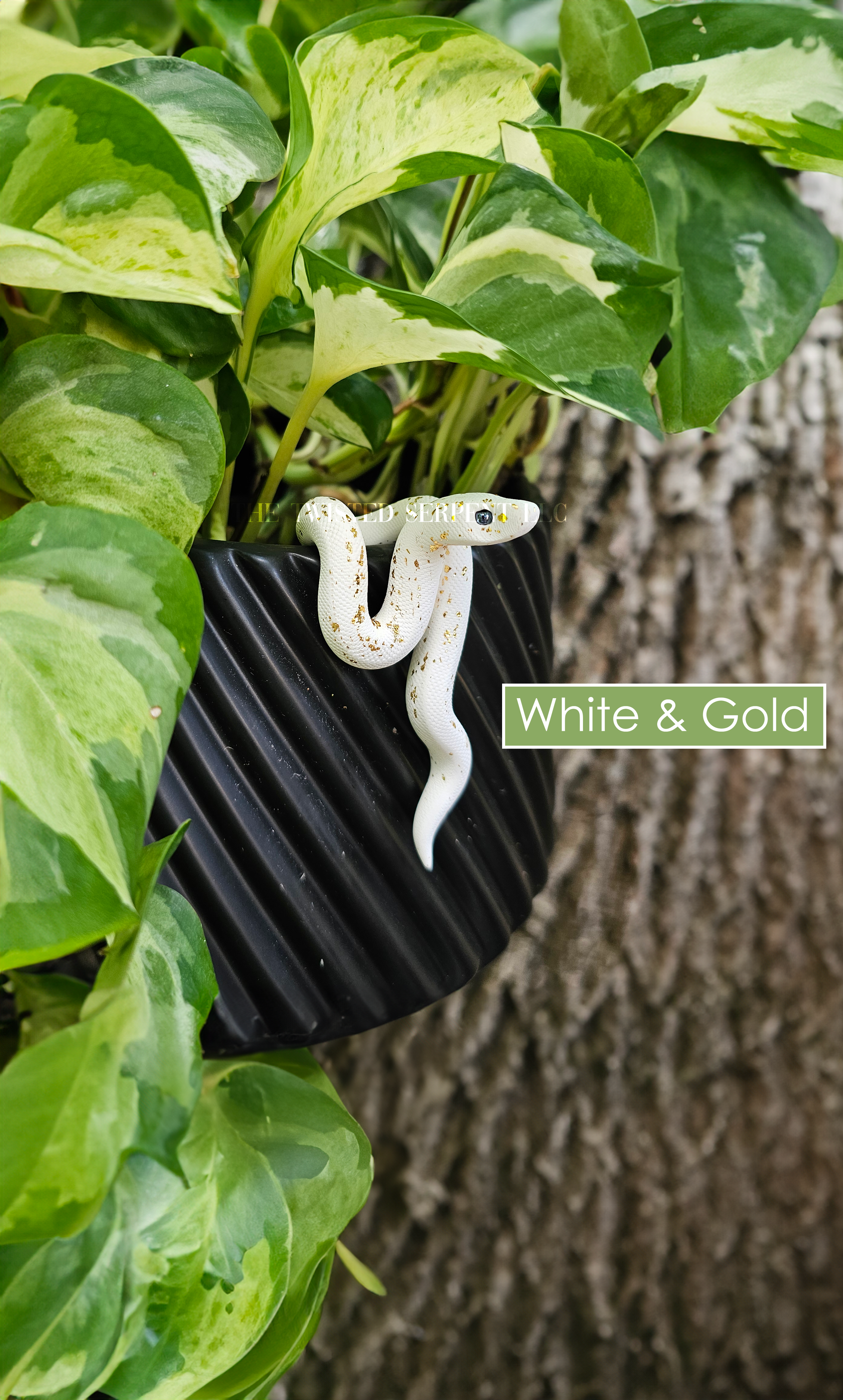 White & Gold.png