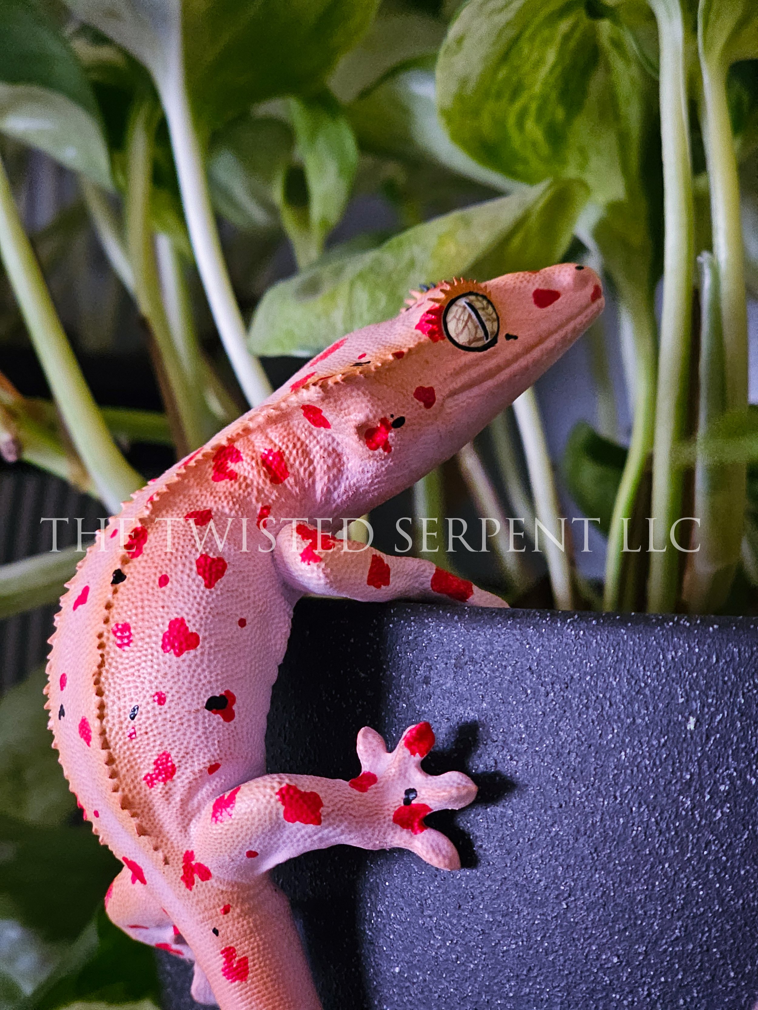 Mardi Gras Crested (2).jpg