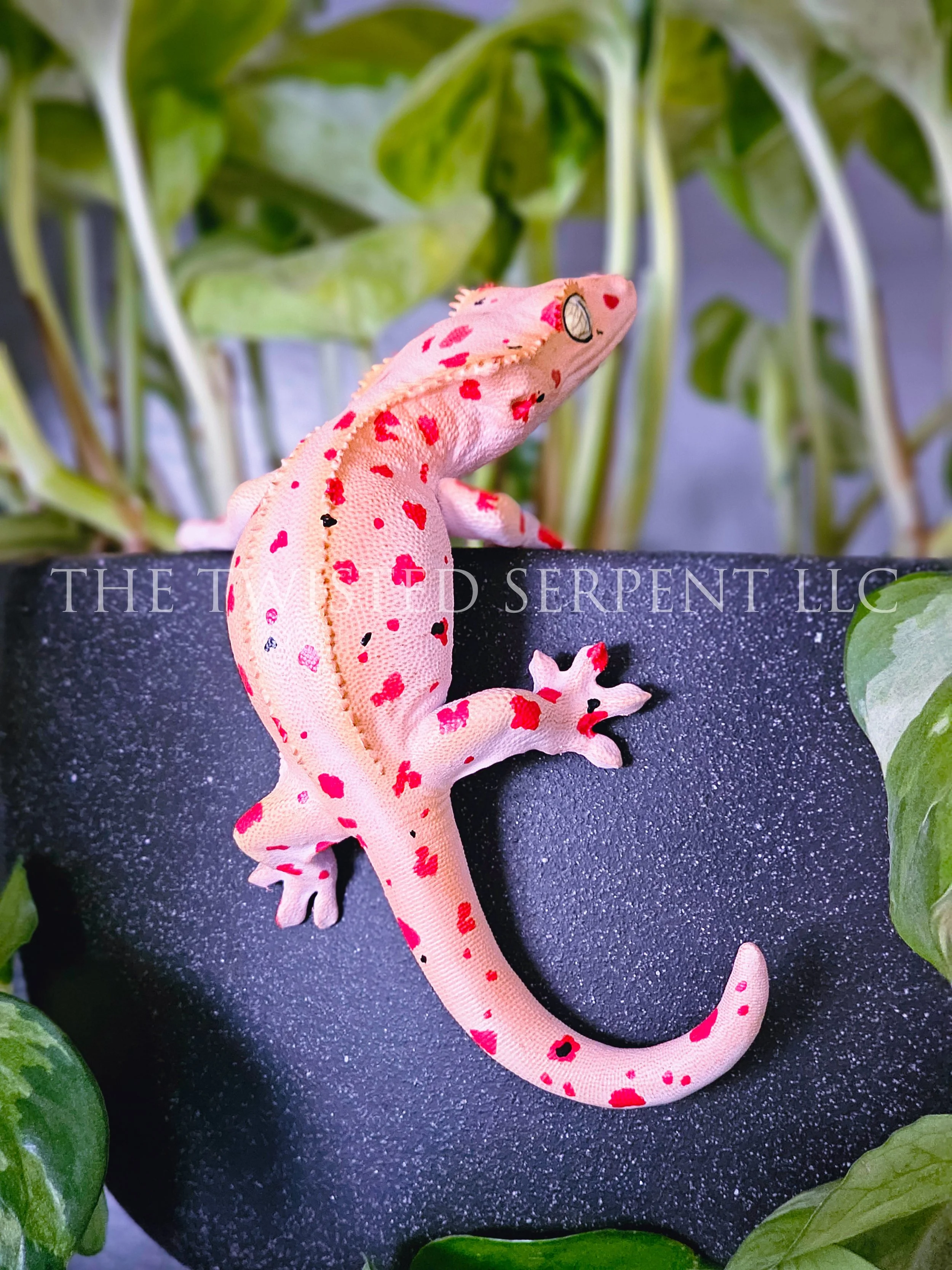 Mardi Gras Crested (3).jpg