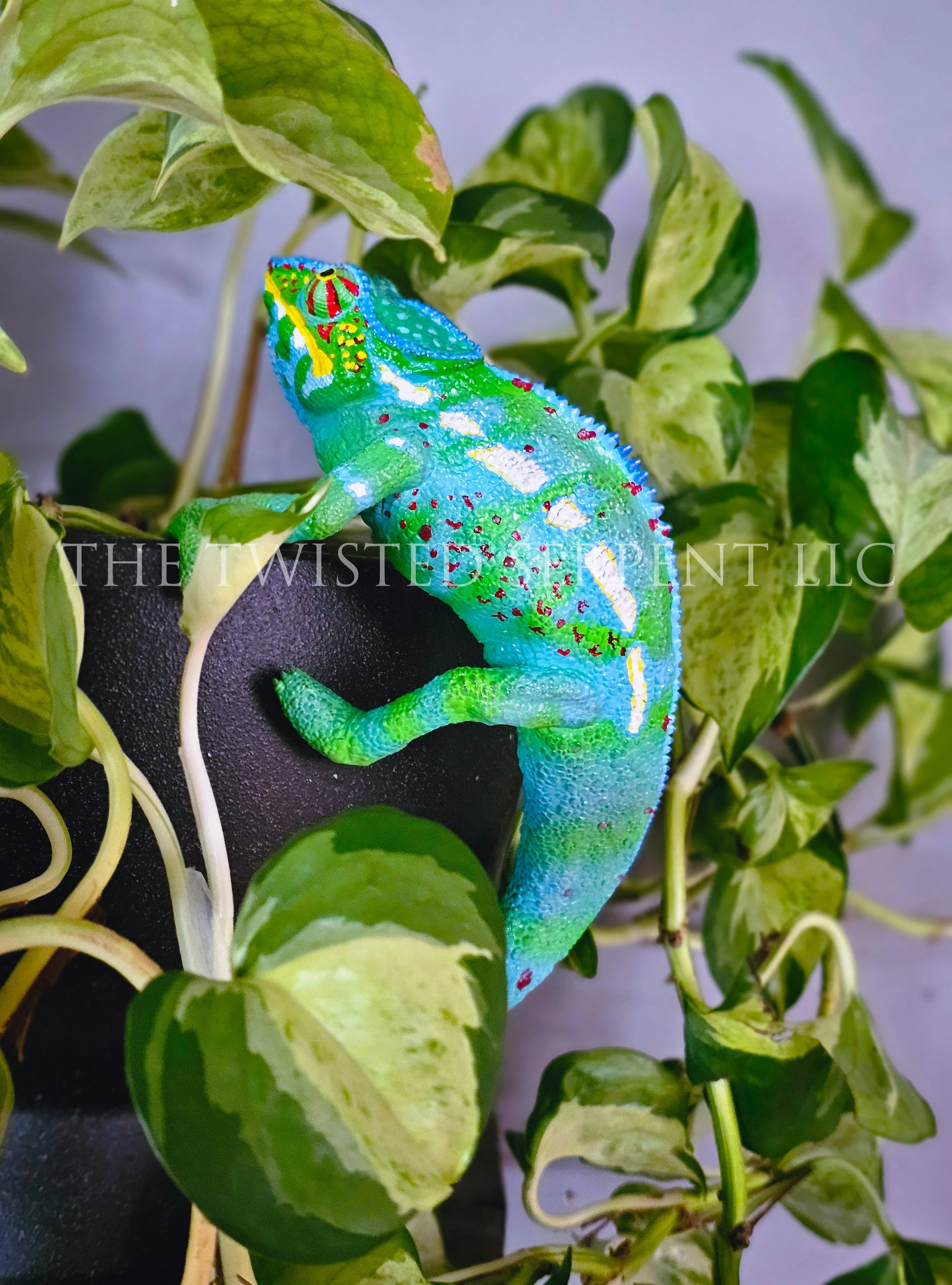 Madagascar Panther Chameleon
