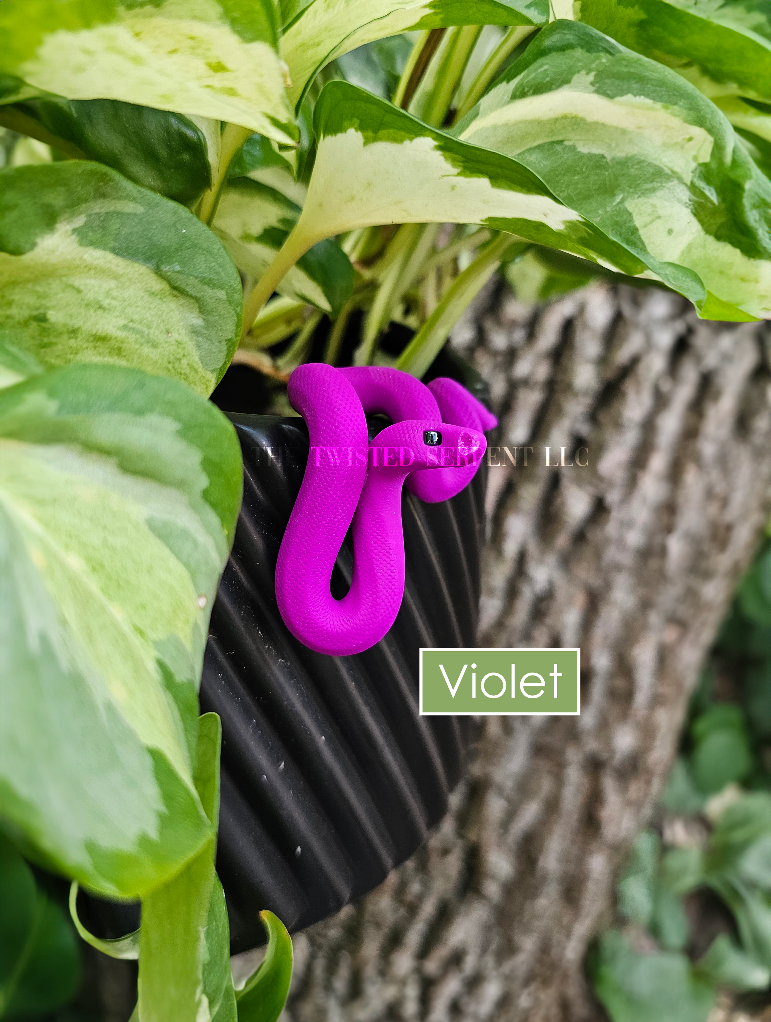 Violet.png