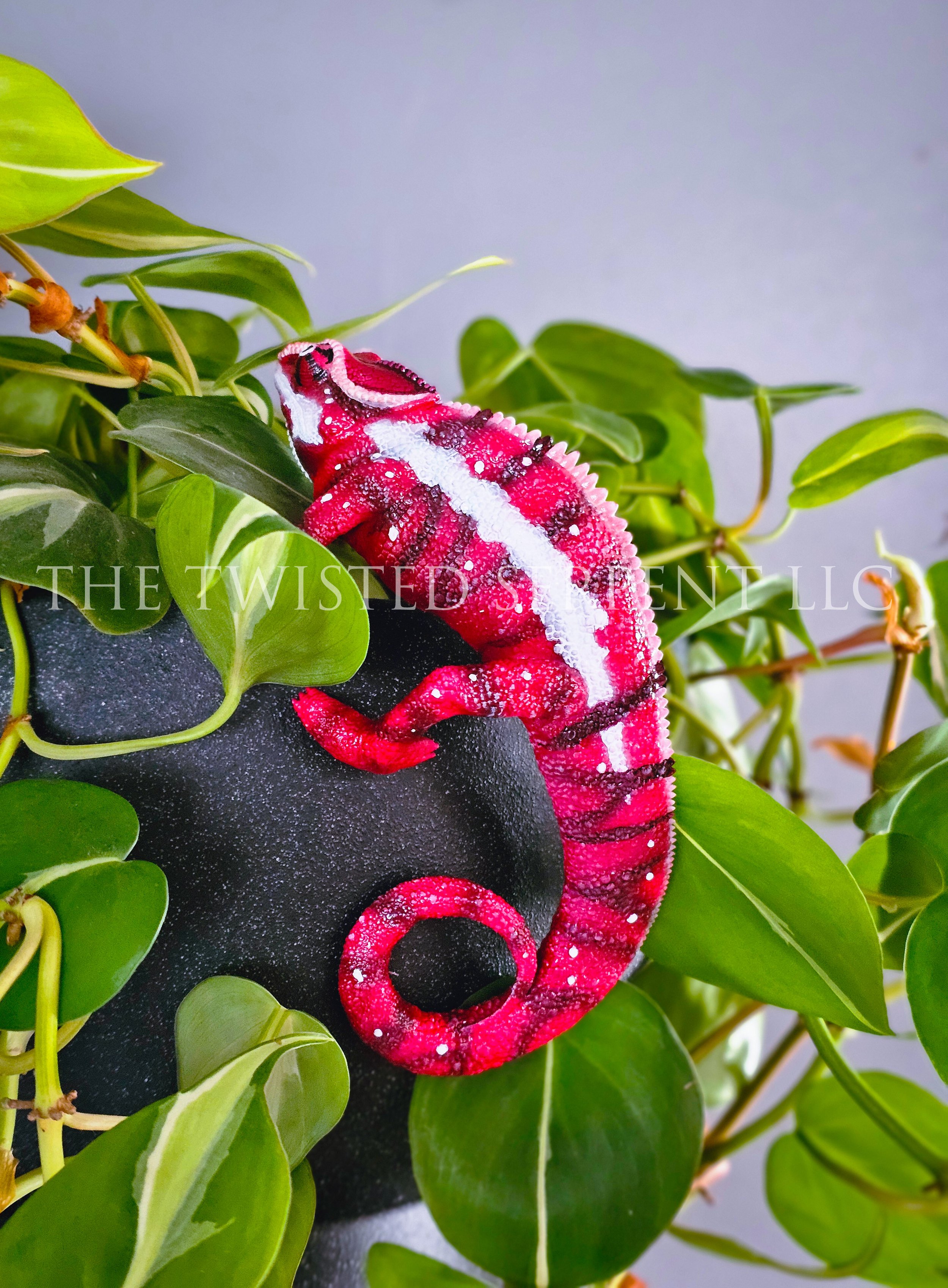 Ankaramy Red Panther Chameleon 2.jpg