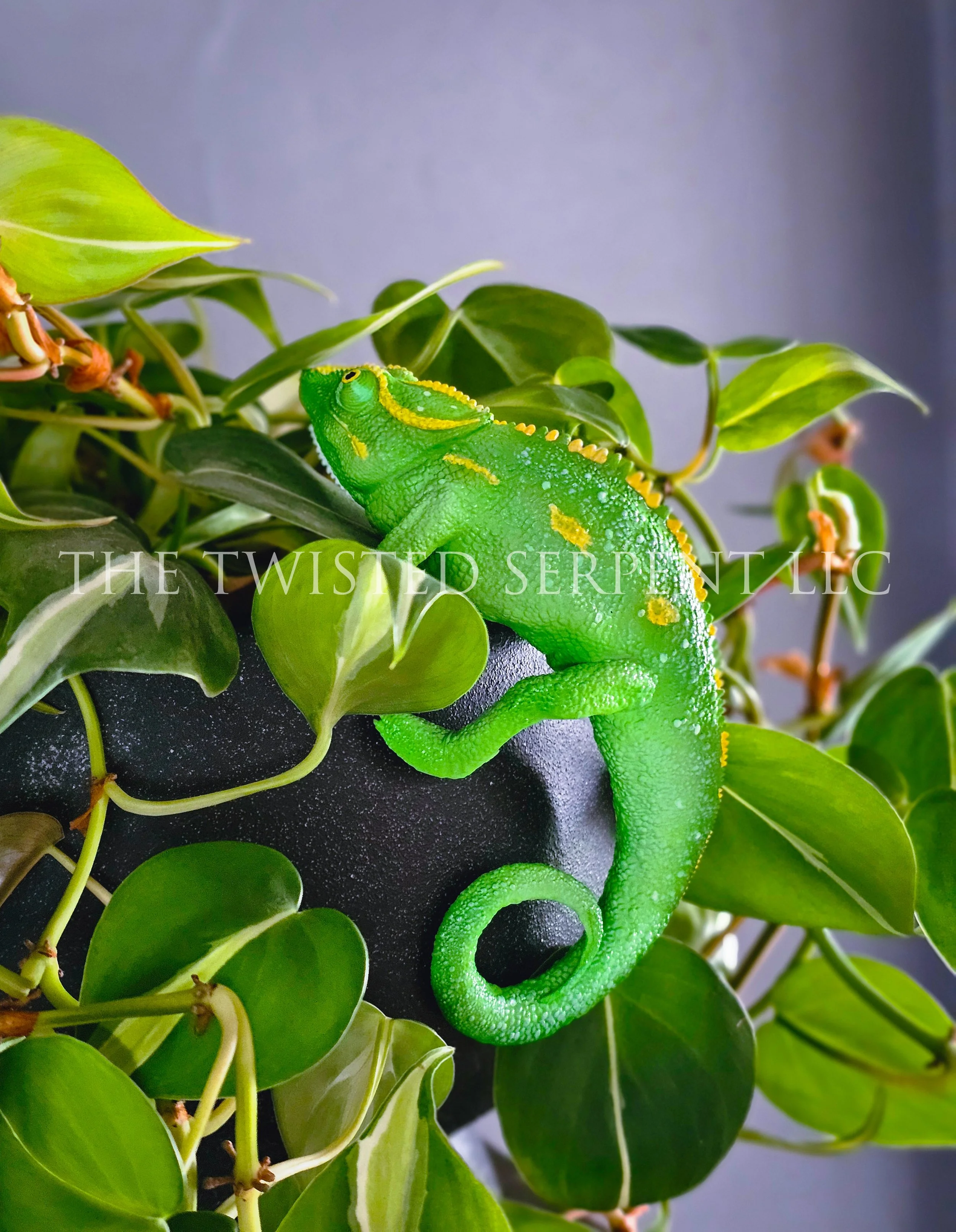 Indian Green Panther Chameleon.jpg
