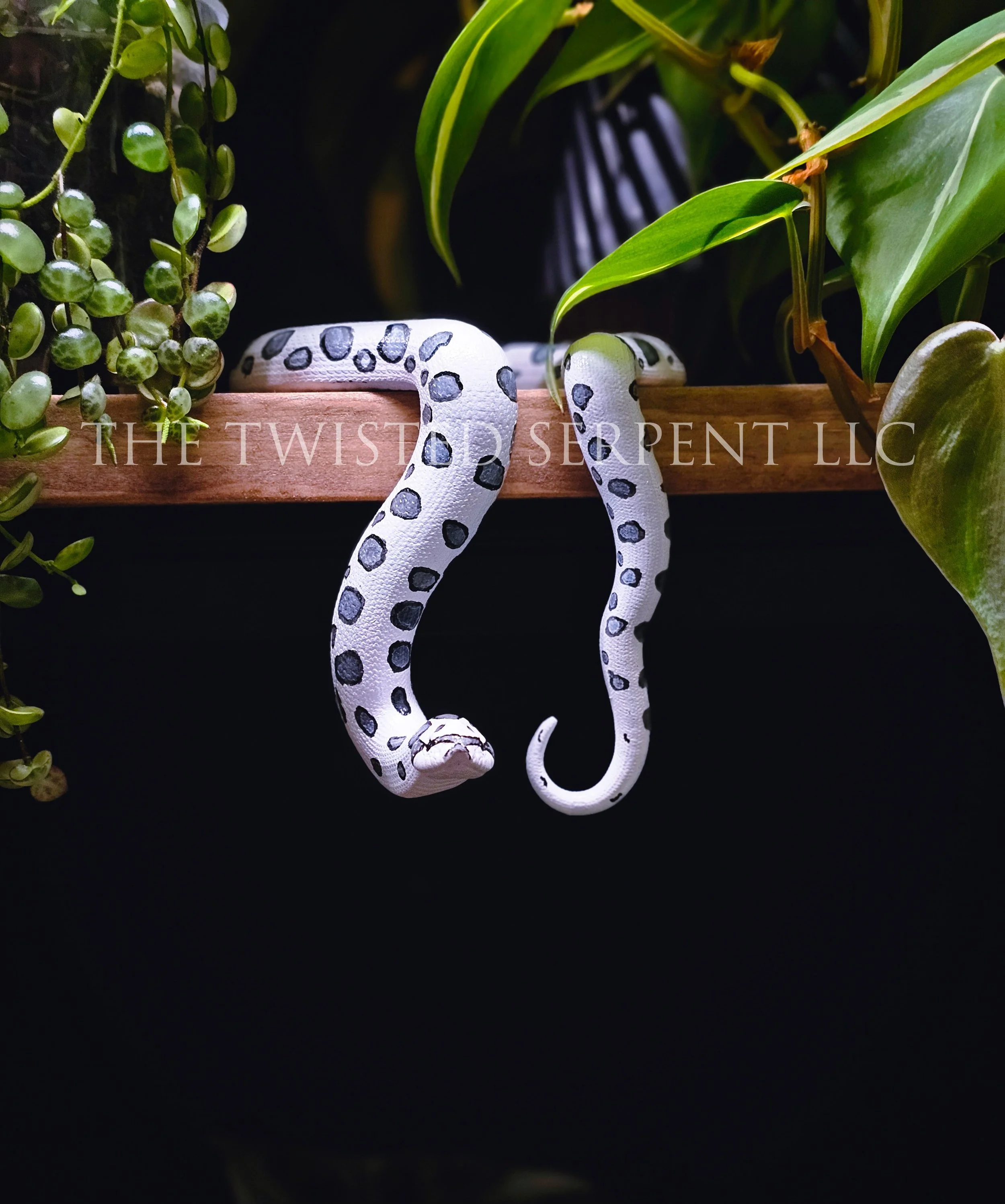 Hognose Shelf Sitter