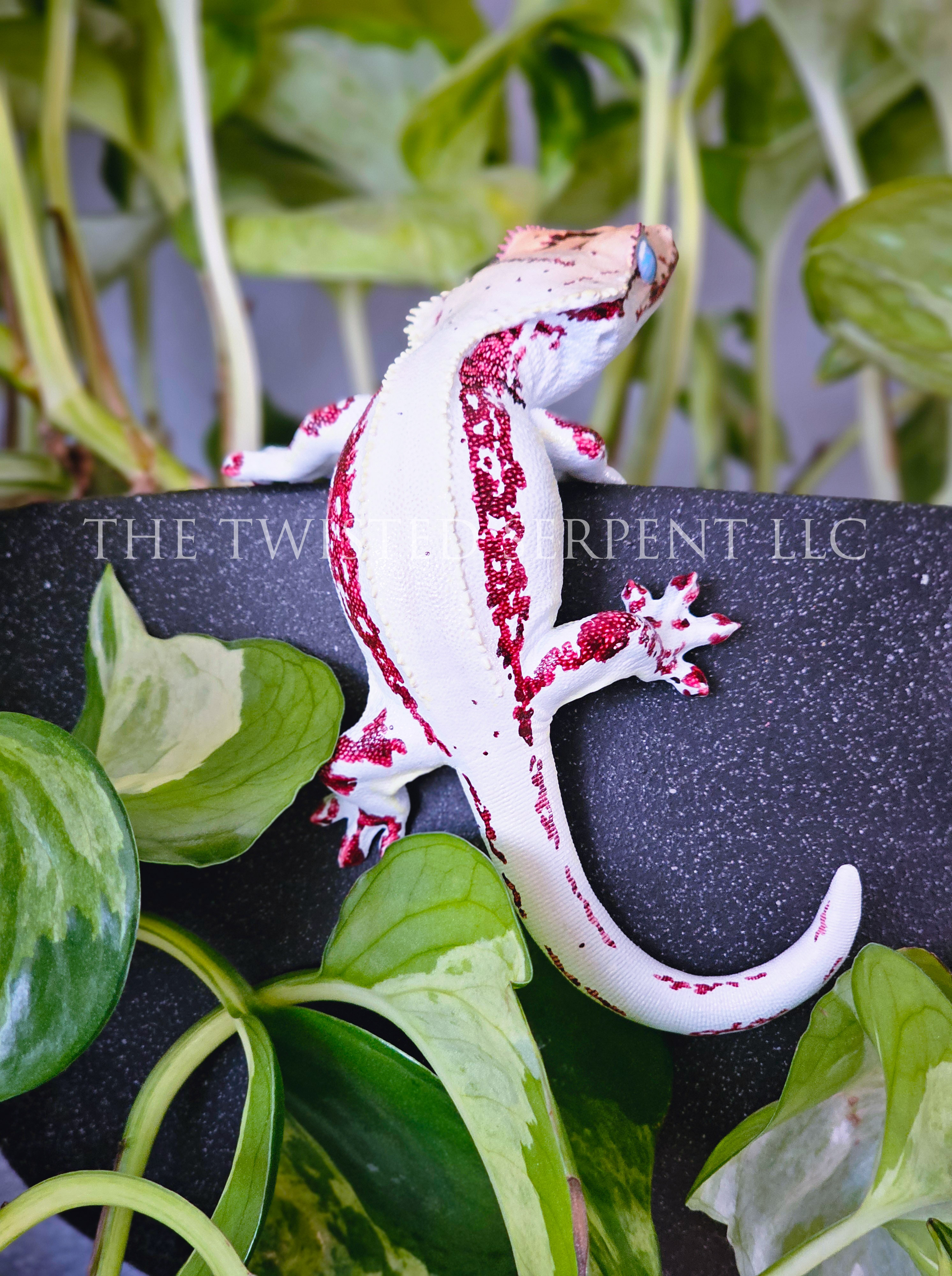 High White Red Lilly White 3.png