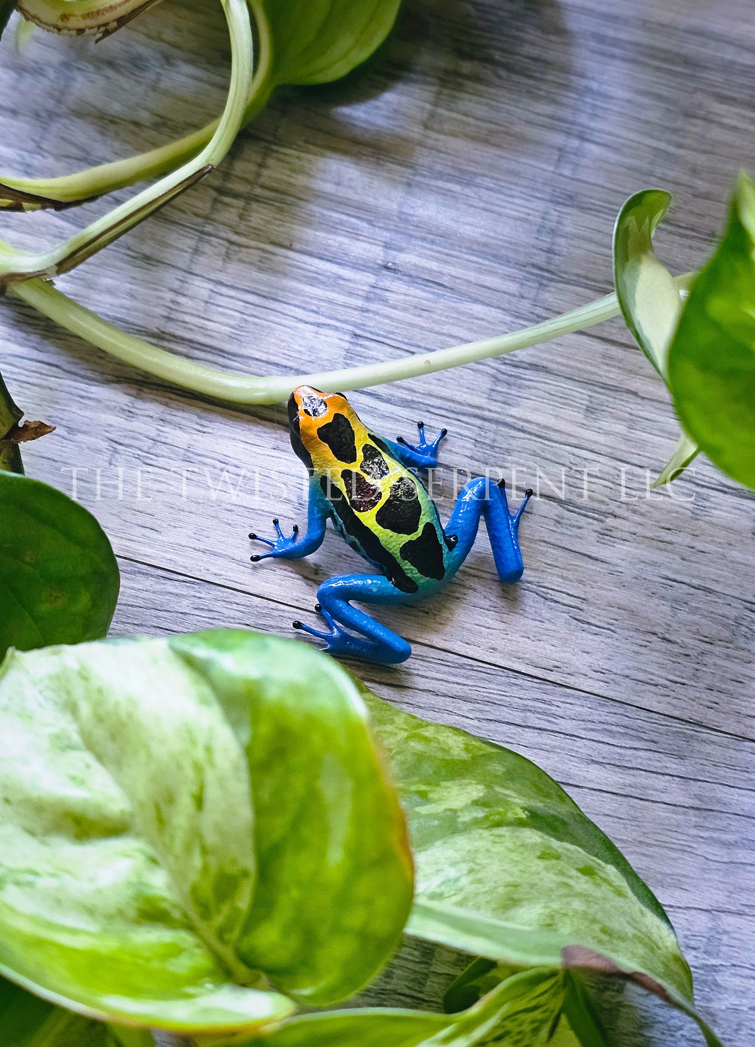 Cobalt Dart Frog (1).jpg