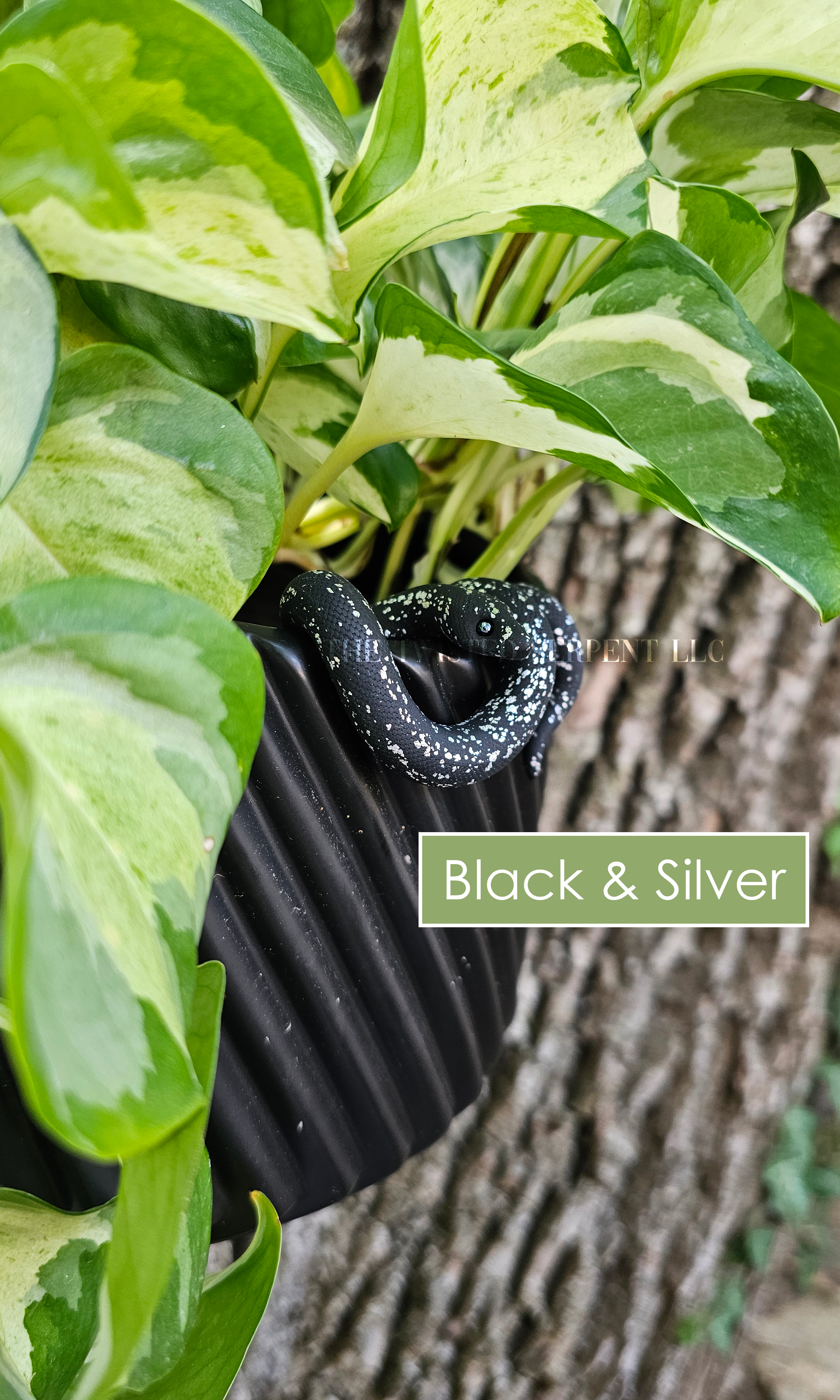Black & Silver.png