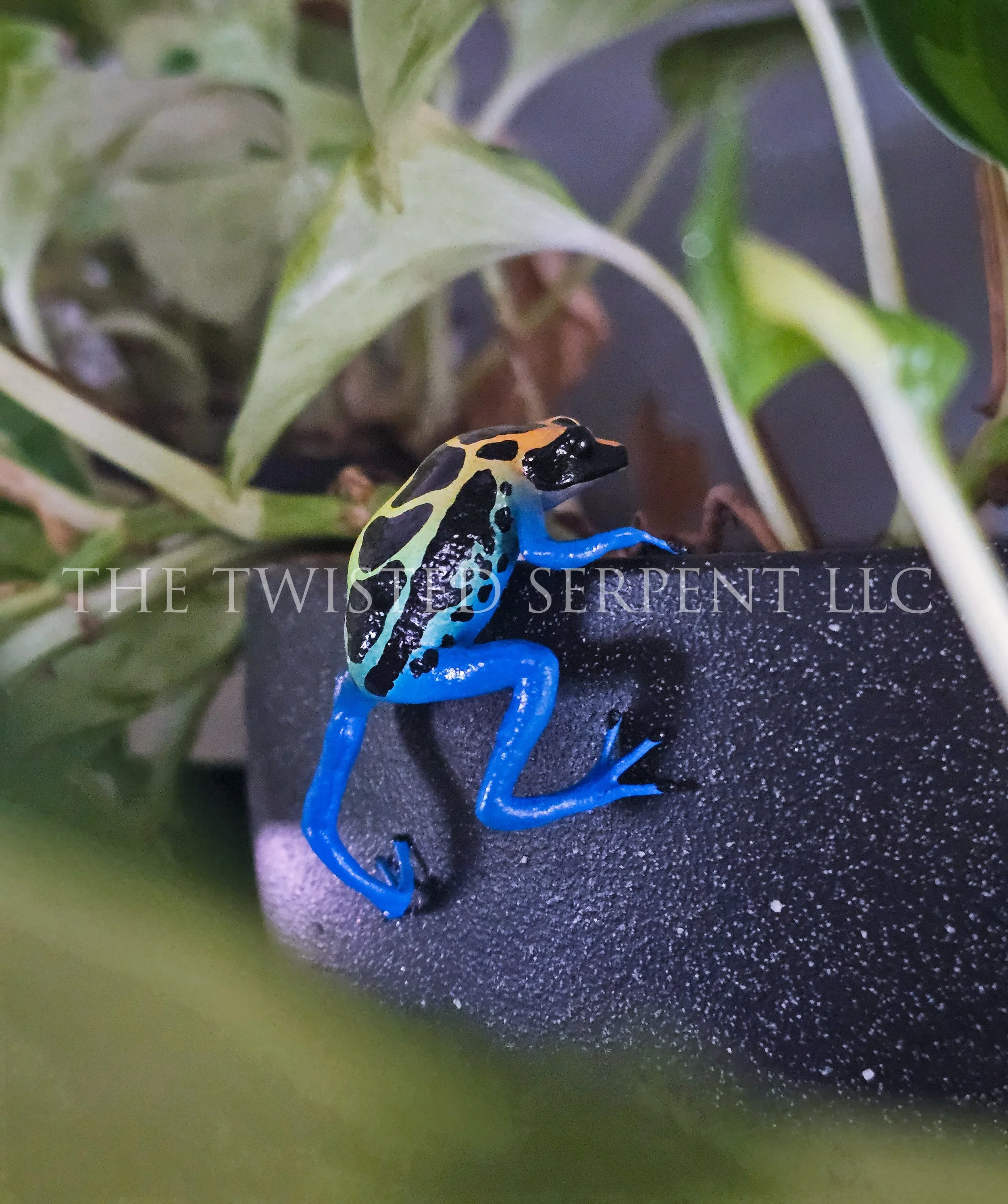 Cobalt Dart Frog (3).jpg