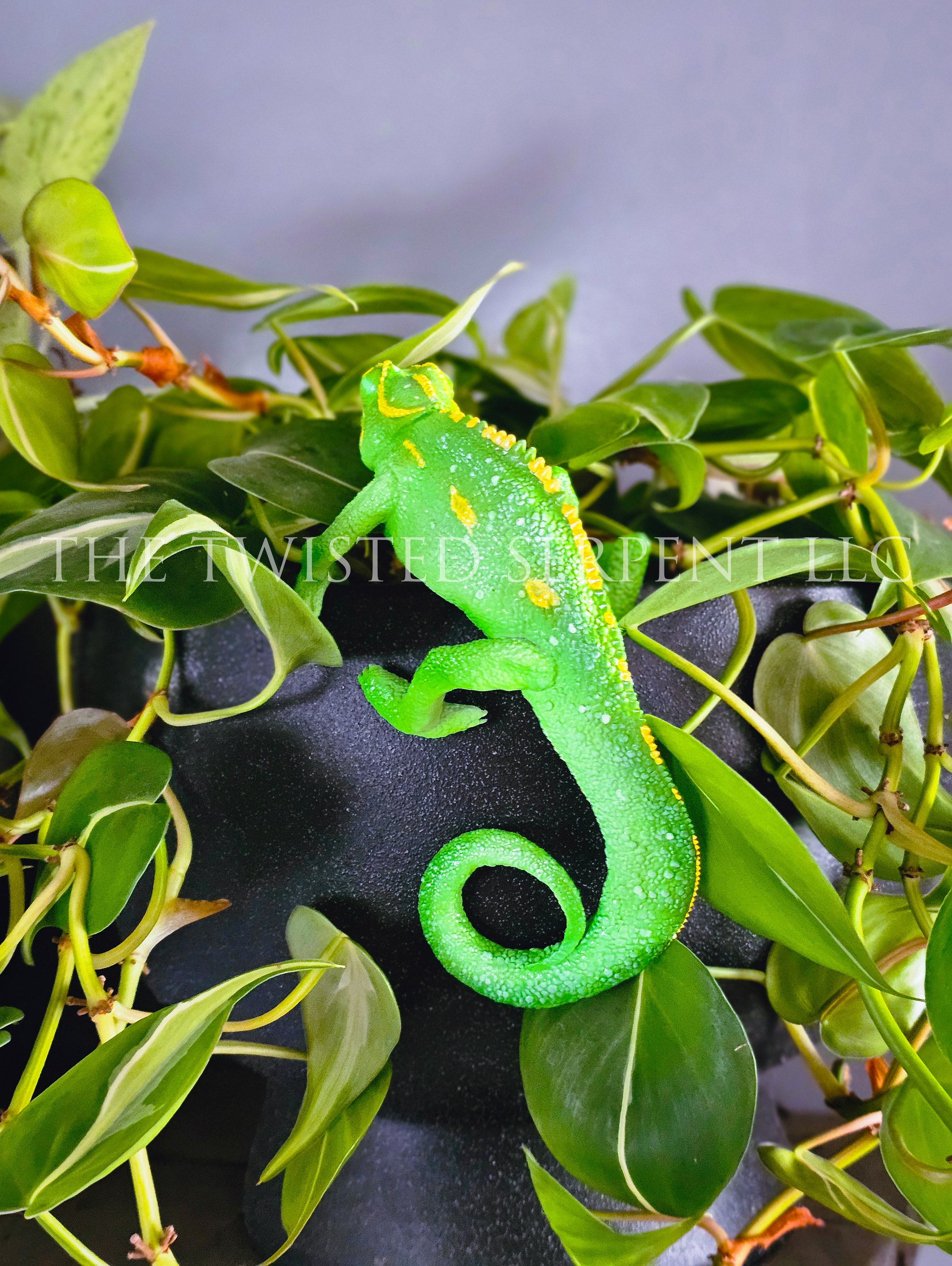 Indian Green Panther Chameleon 2.jpg