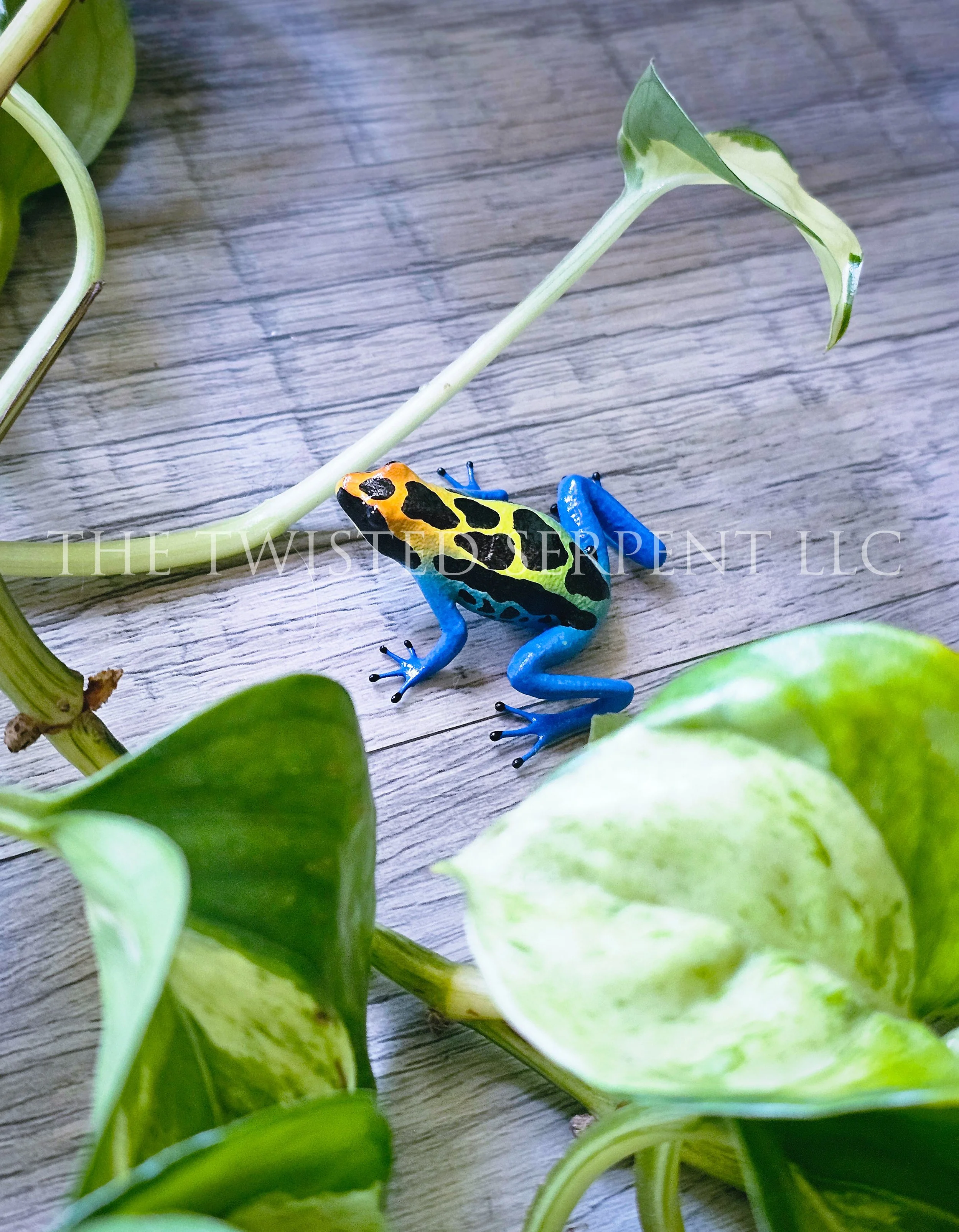 Cobalt Dart Frog (4).jpg