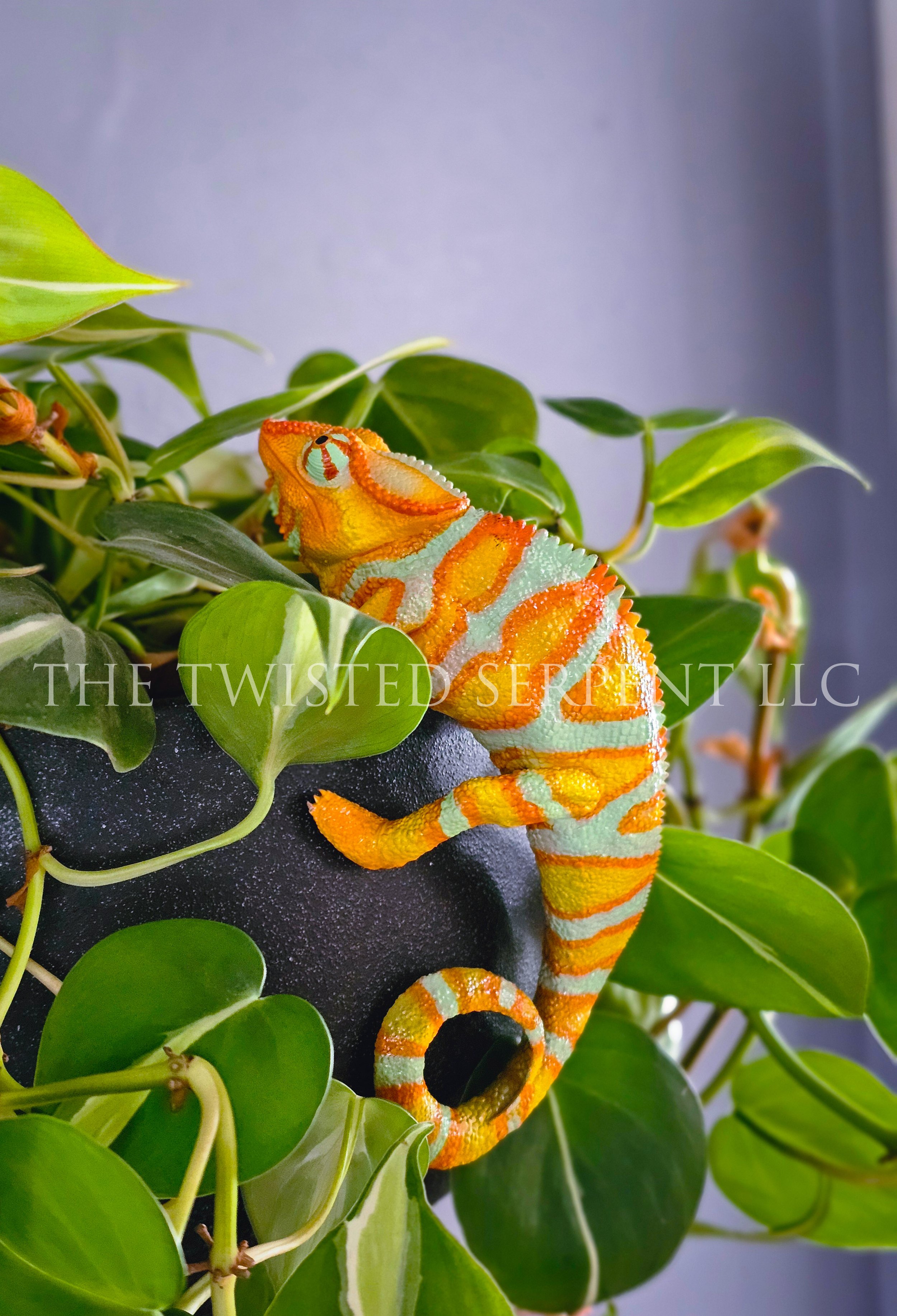 Tangerine Orange Panther Chameleon 1.jpg