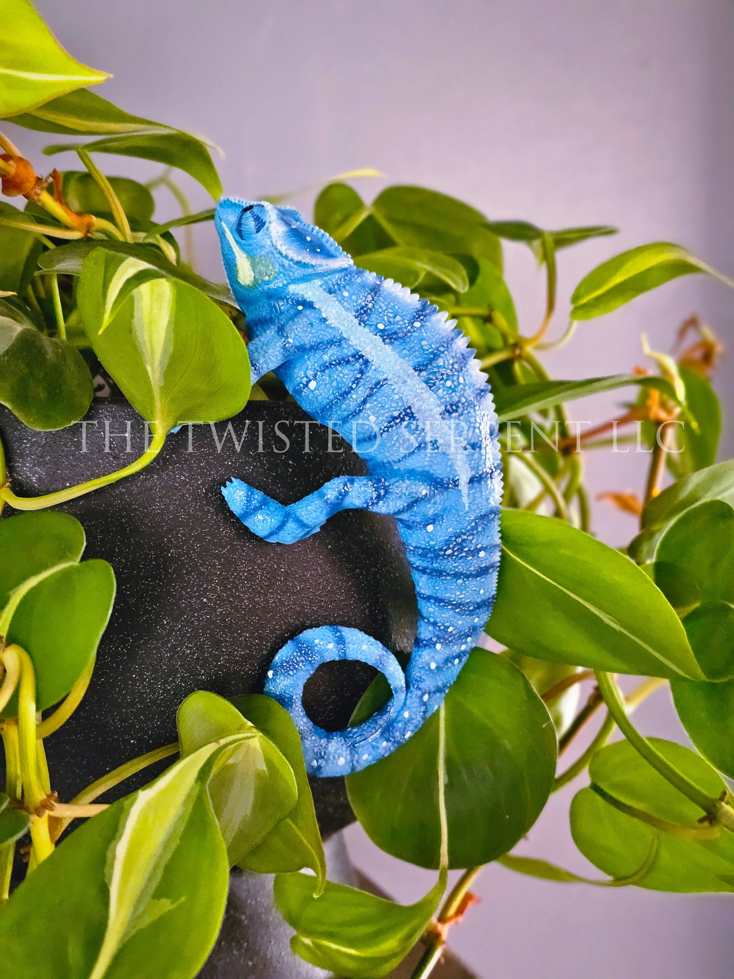 Blue 'Nosy Be' Panther Chameleon 3.jpg