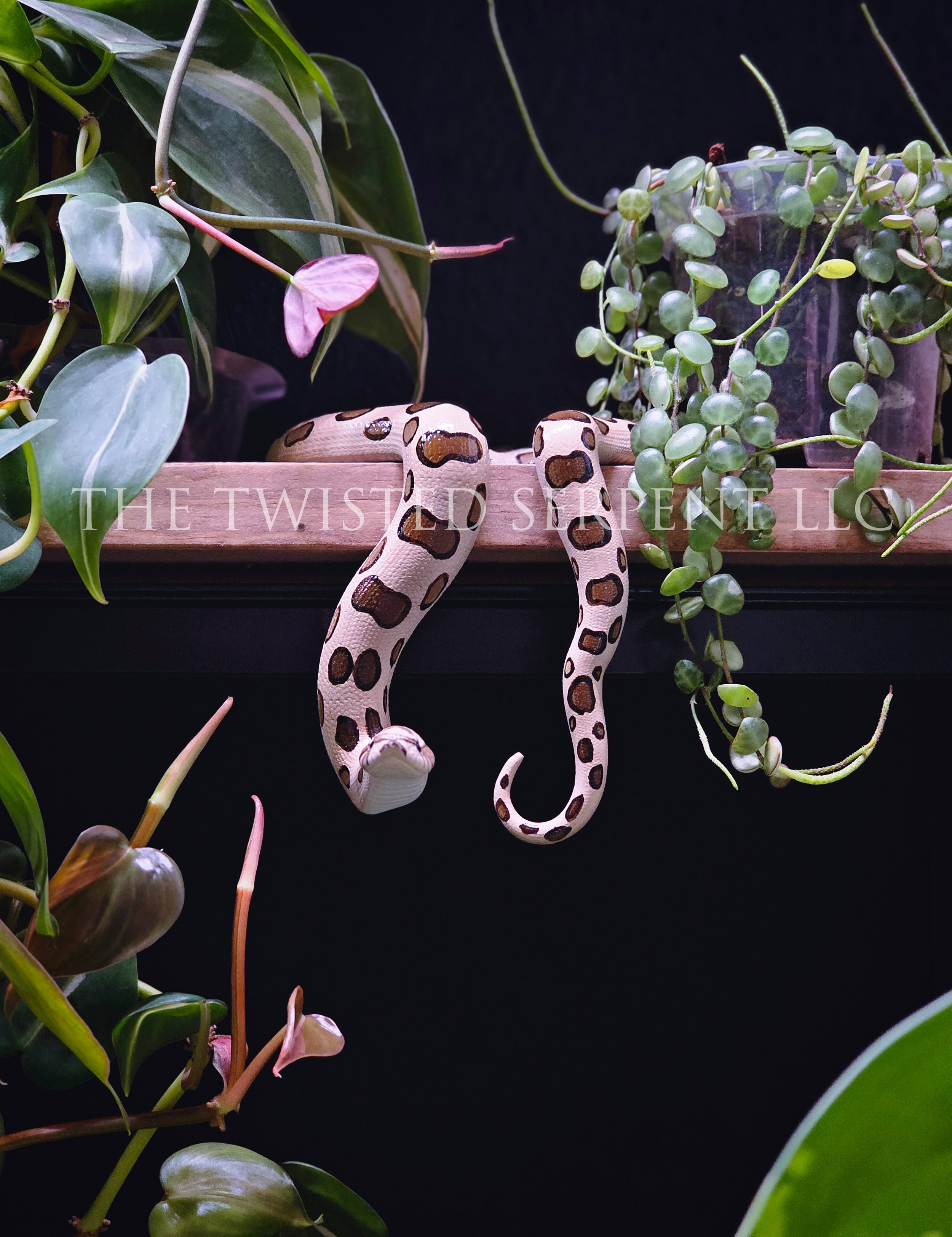 Hognose Shelf Sitter