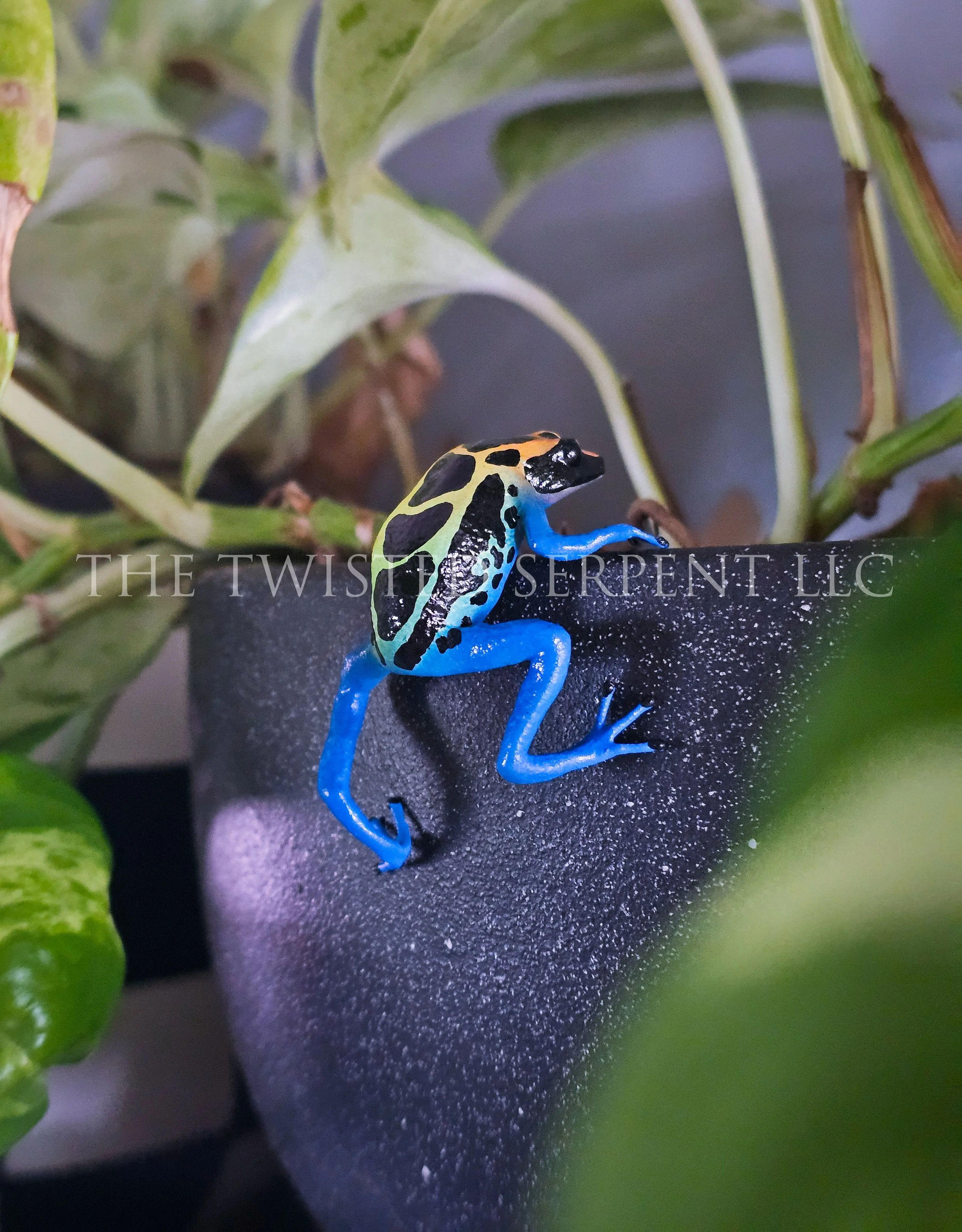 Cobalt Dart Frog (2).jpg