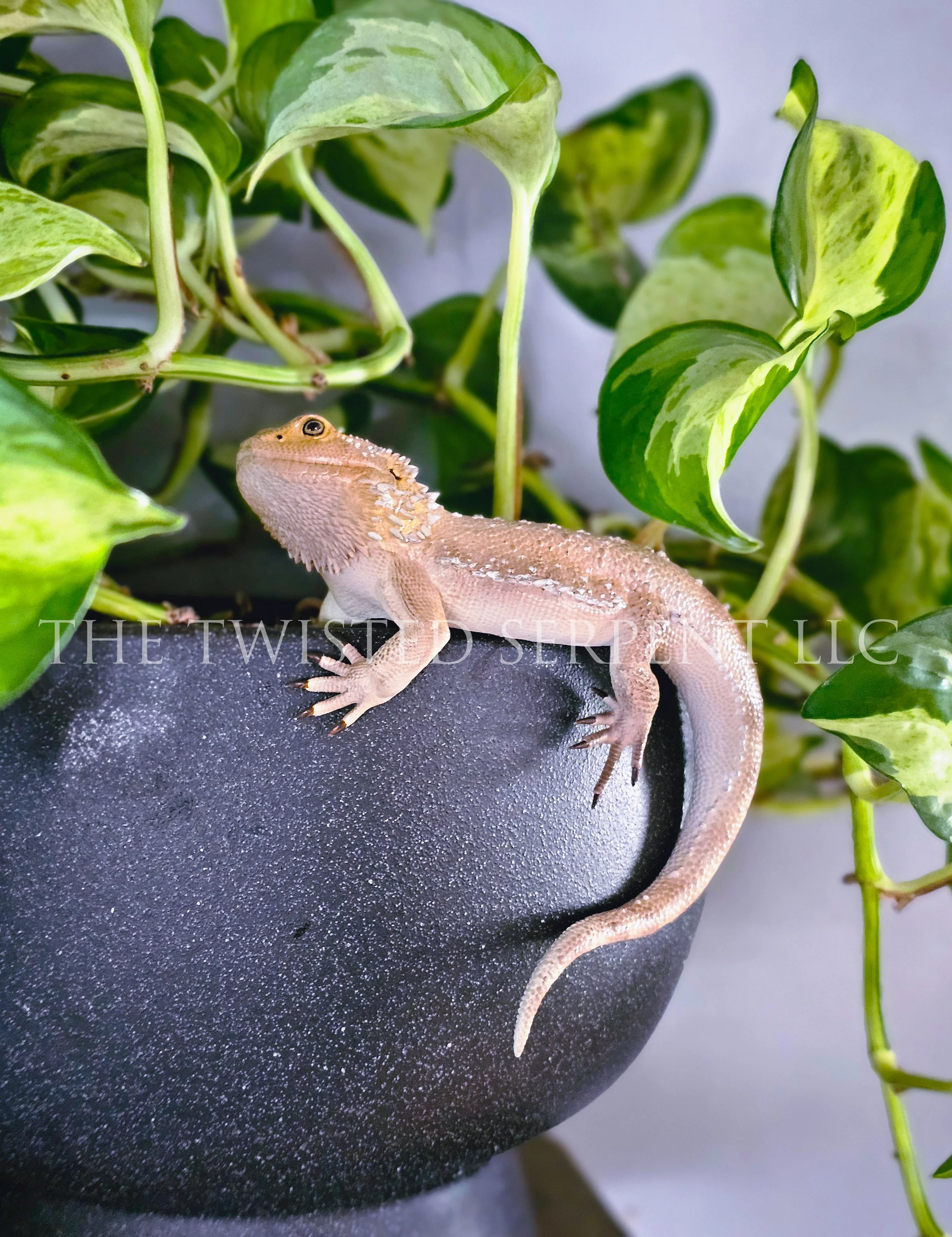 Bearded Dragon