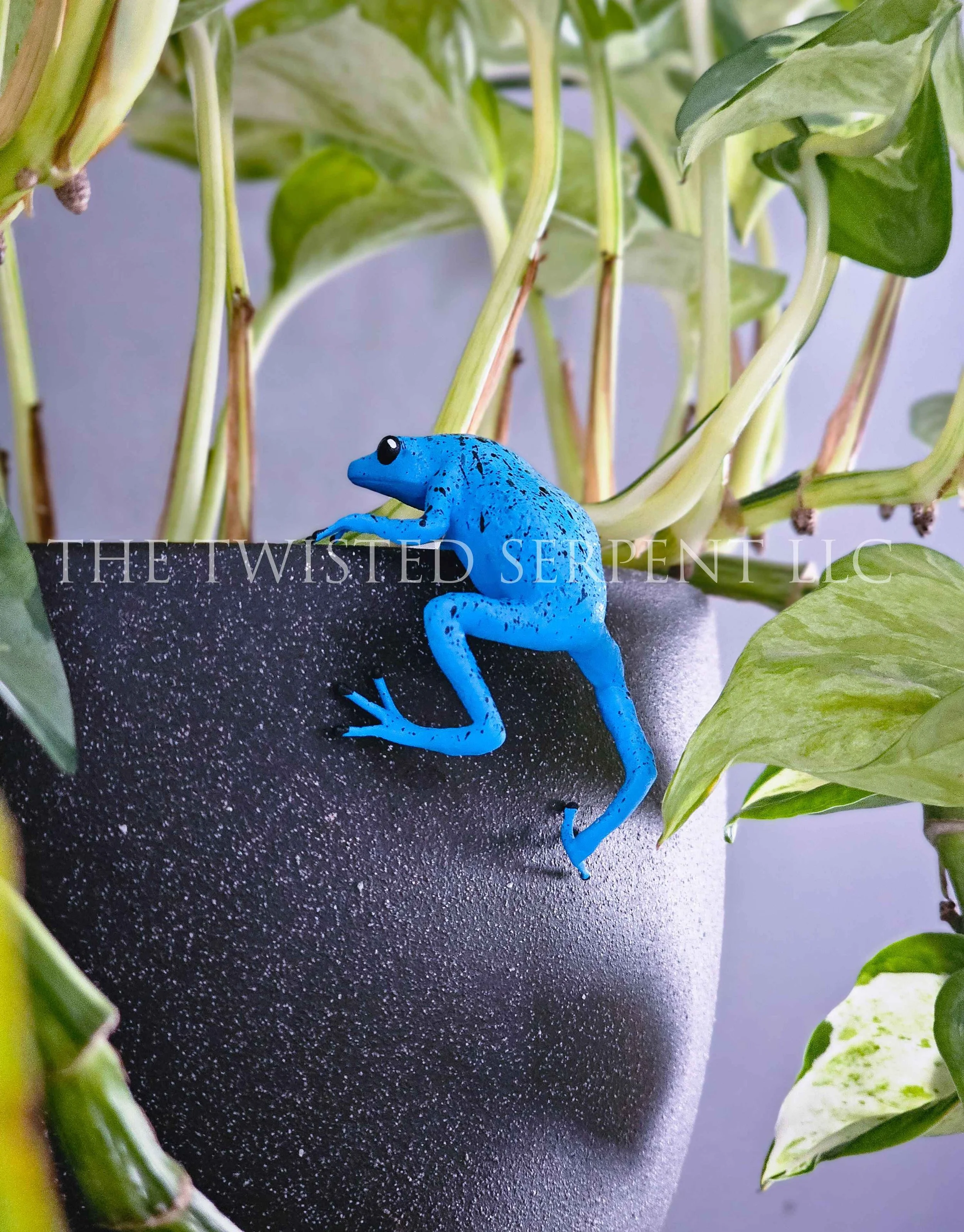 Blue Azureus Dart Frog - Pot Pal