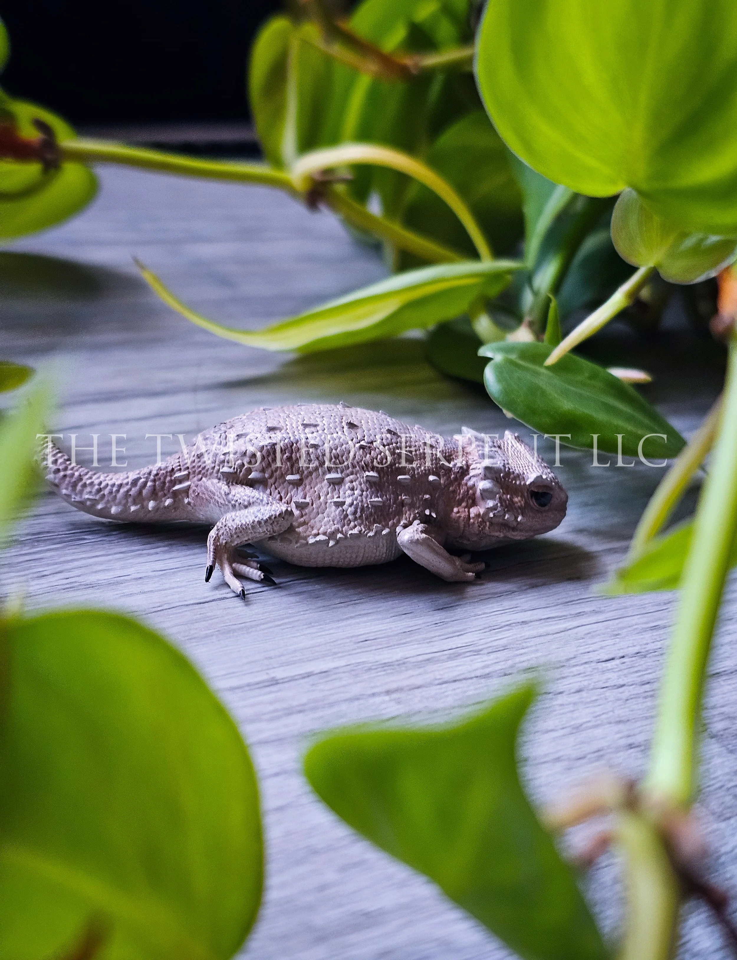 Juvenile Horned Lizard (Horny Toad) - Tabletop