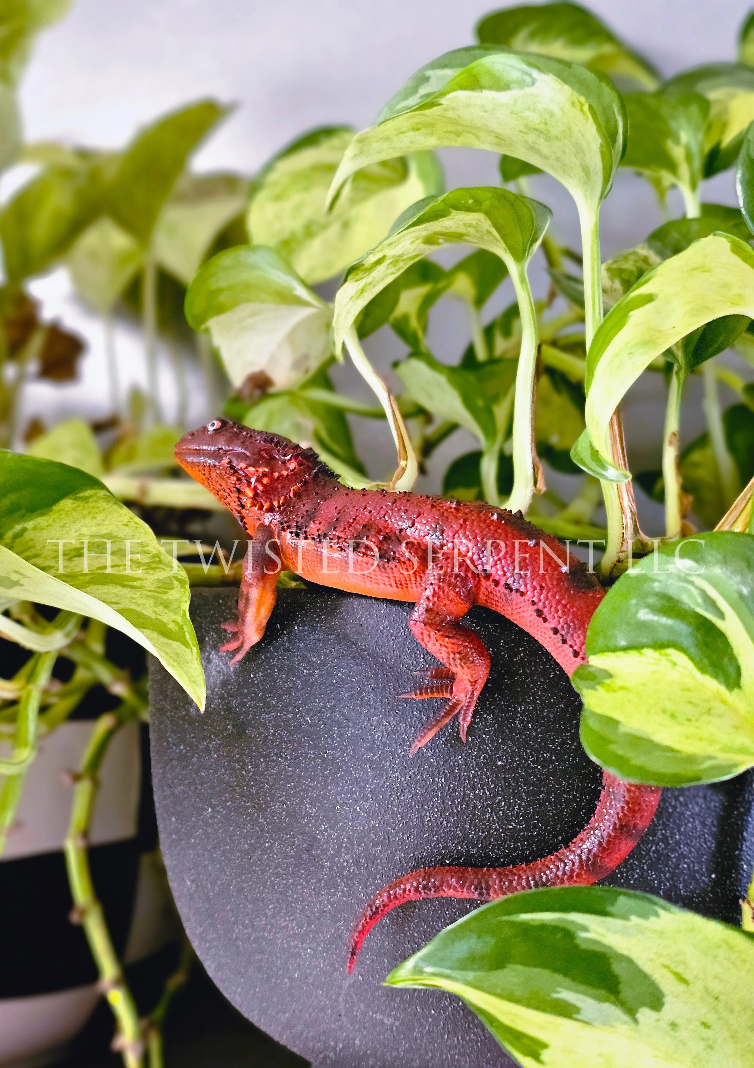 Red Bearded Dragon (3).jpg